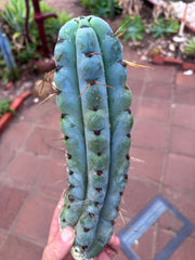 💎🌶️ Noid of the Moment — 12” Pup