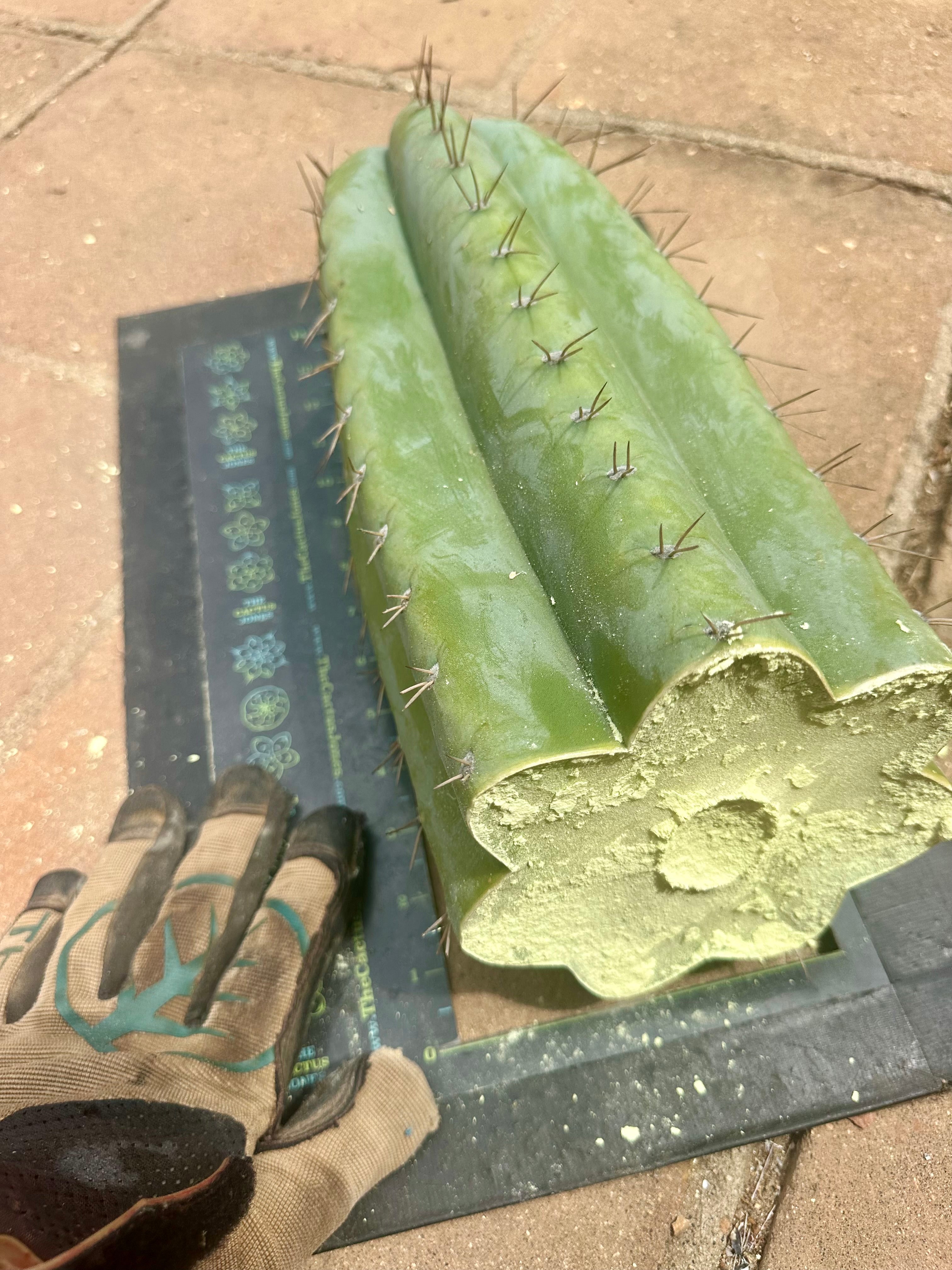💎👑🌶️ CGG — 15” *MEGA* Tip