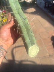 👑🌶️ Kai — 15” Tip