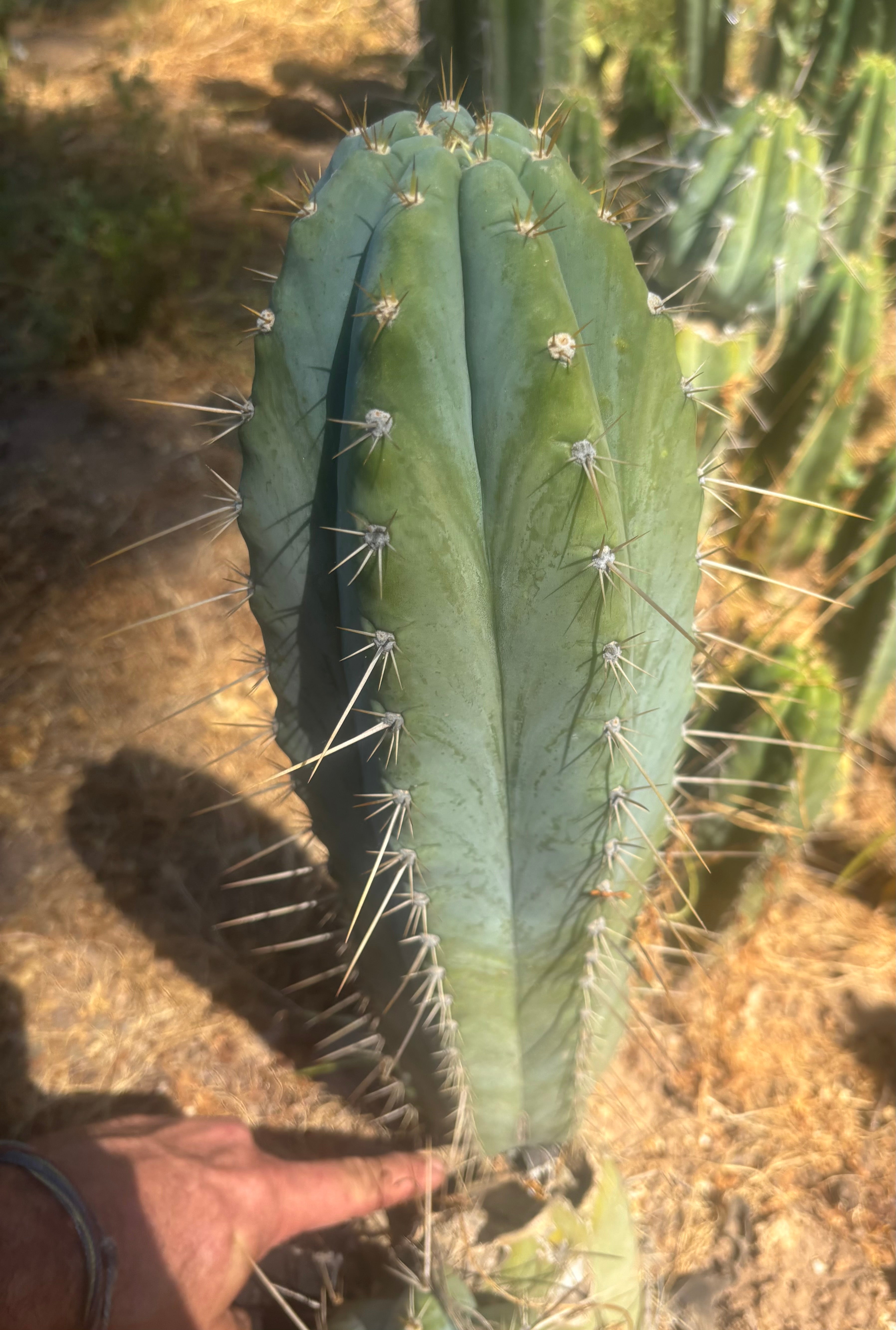 👑💎 Rimac — XXL 17” Melon Pup