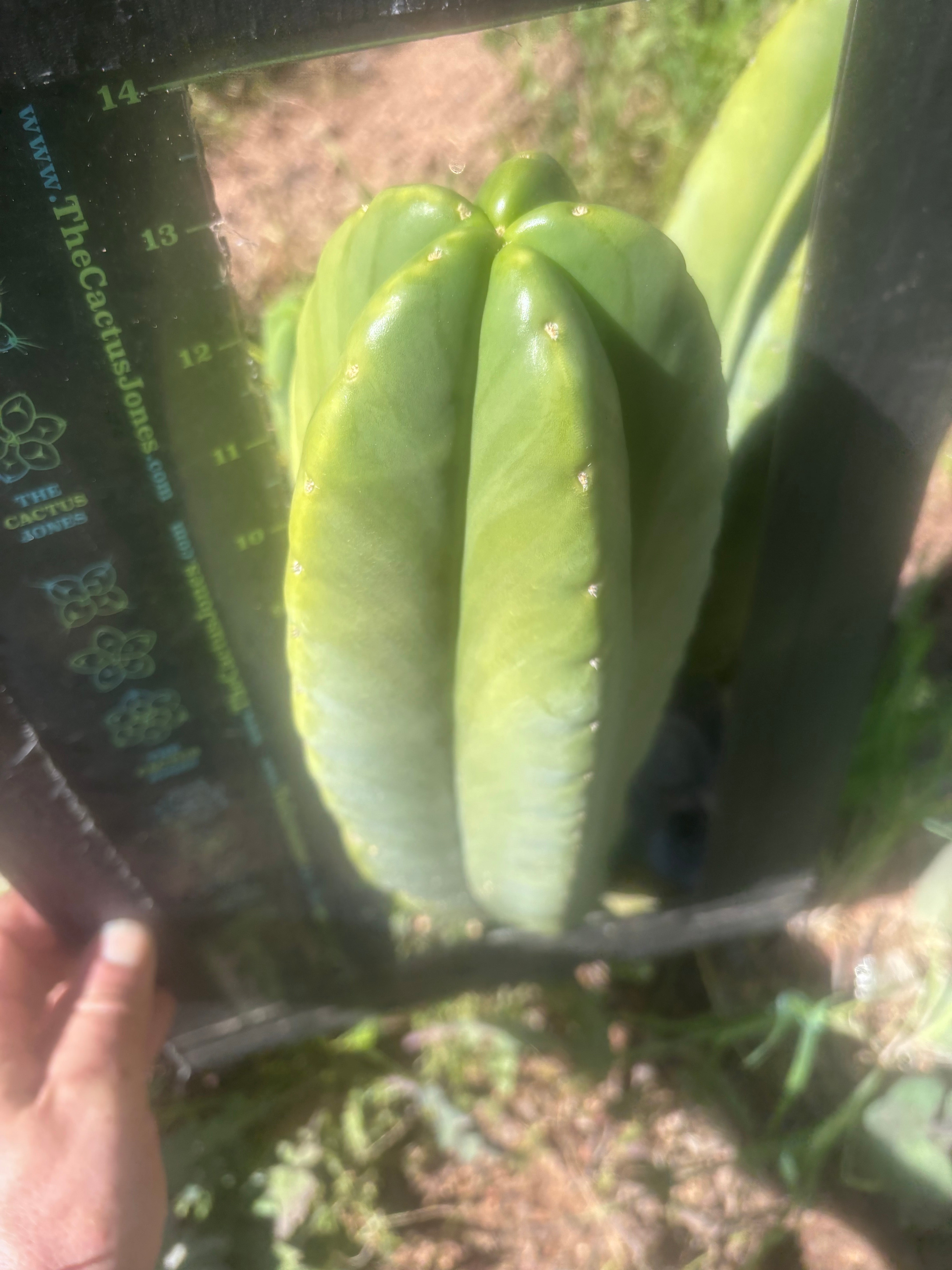 💎👑🌶️ Zulk — XL 13” MELON