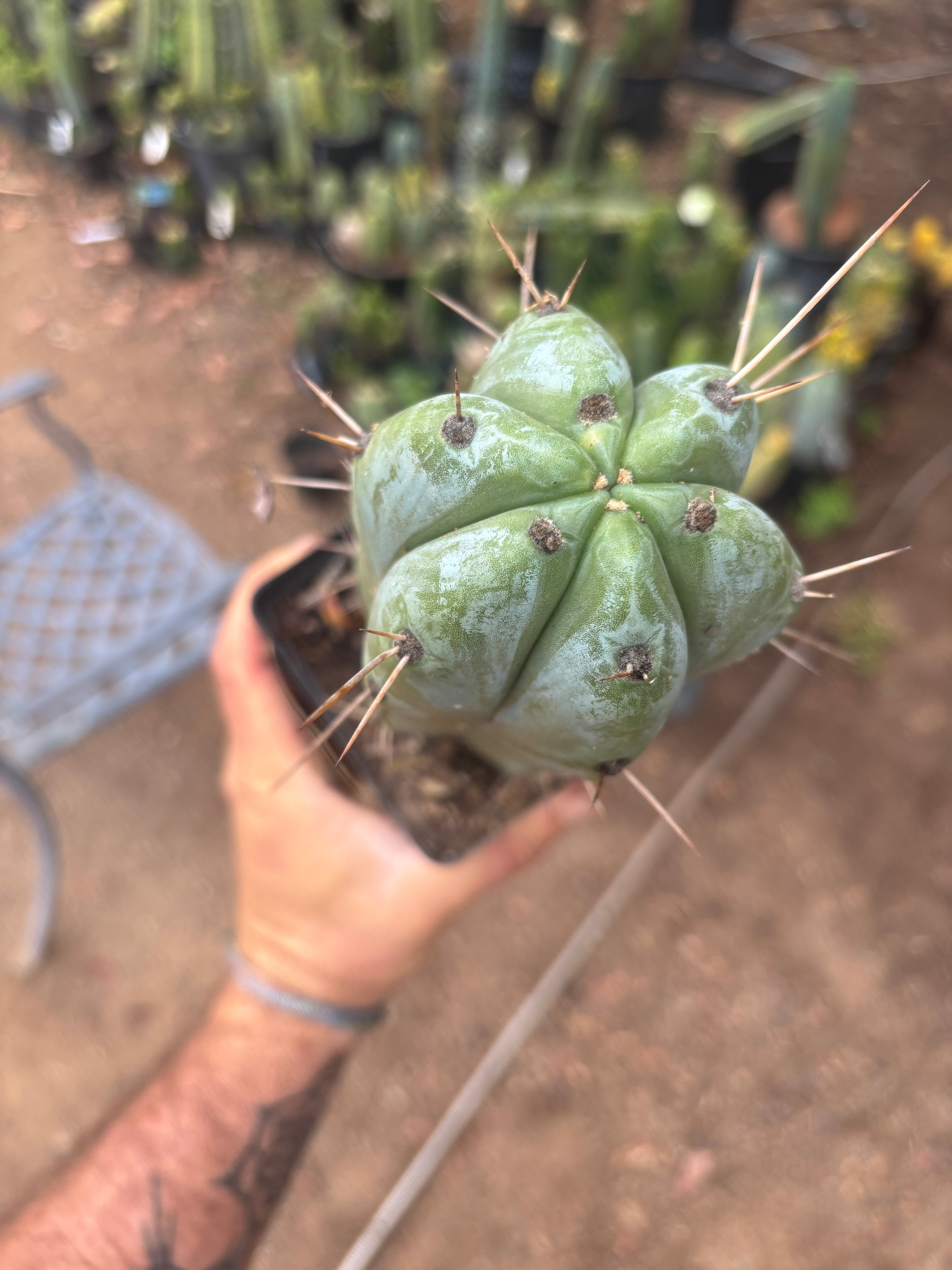 👑🌶️ Psycho0’  — Fat 9” Rooted Tip