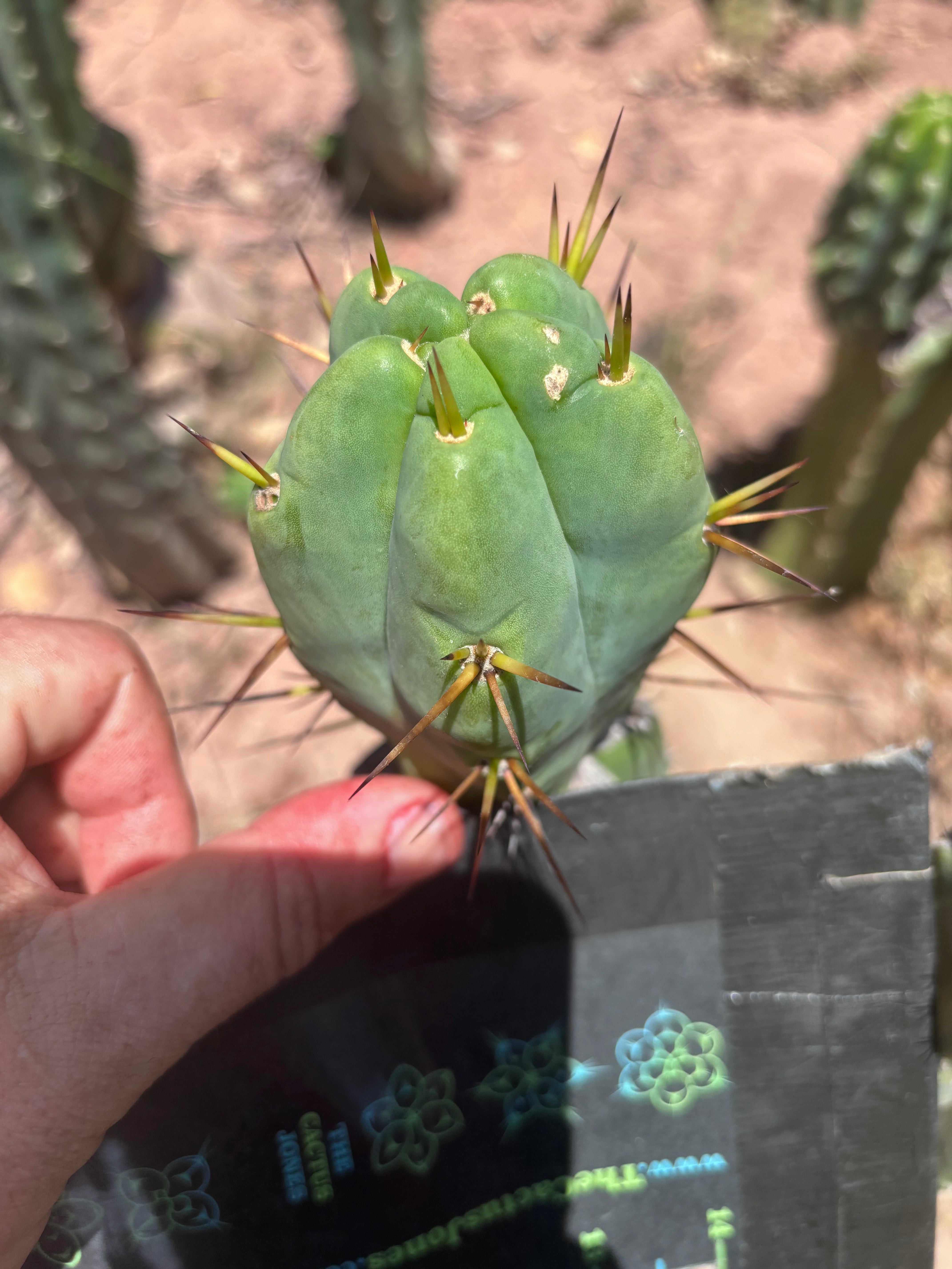💎💎👑🌶️ Platform 9 3/4  — Degraft Tip