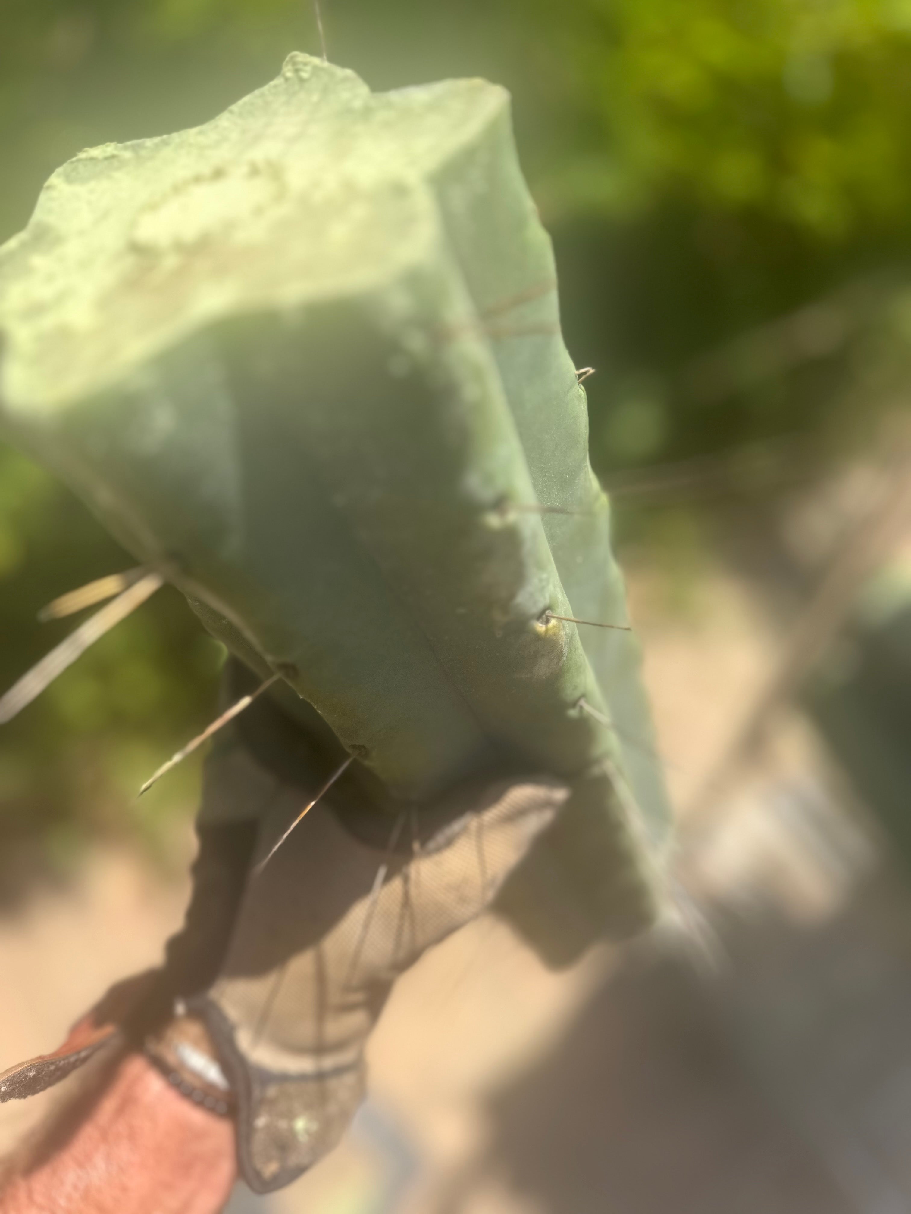 👑🌶️🌶️ Eileen — Max Thickness 14” Mid Cuts