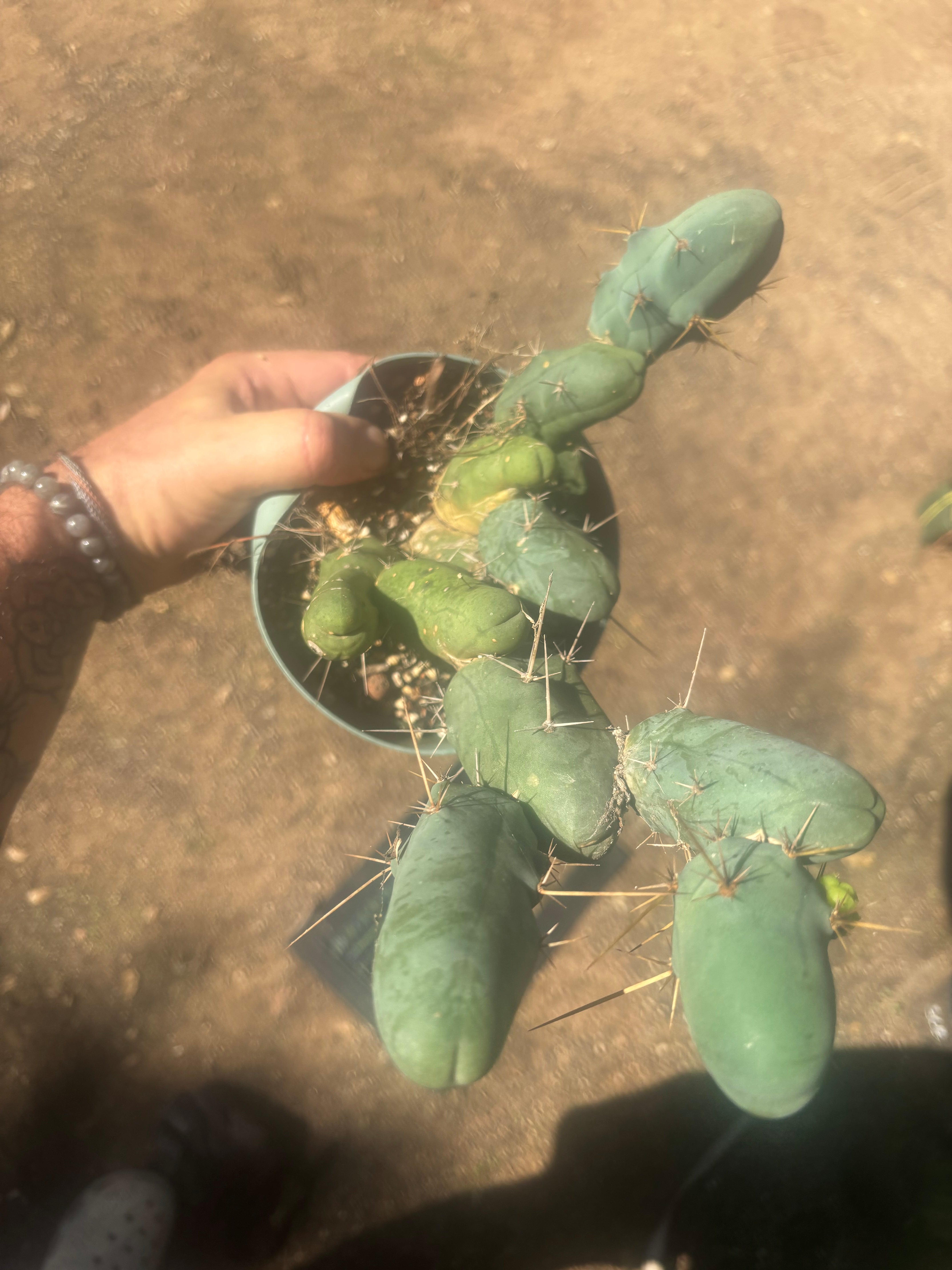👑🌶️🌶️  TBM Clone B — Fully Rooted, 12 Segments