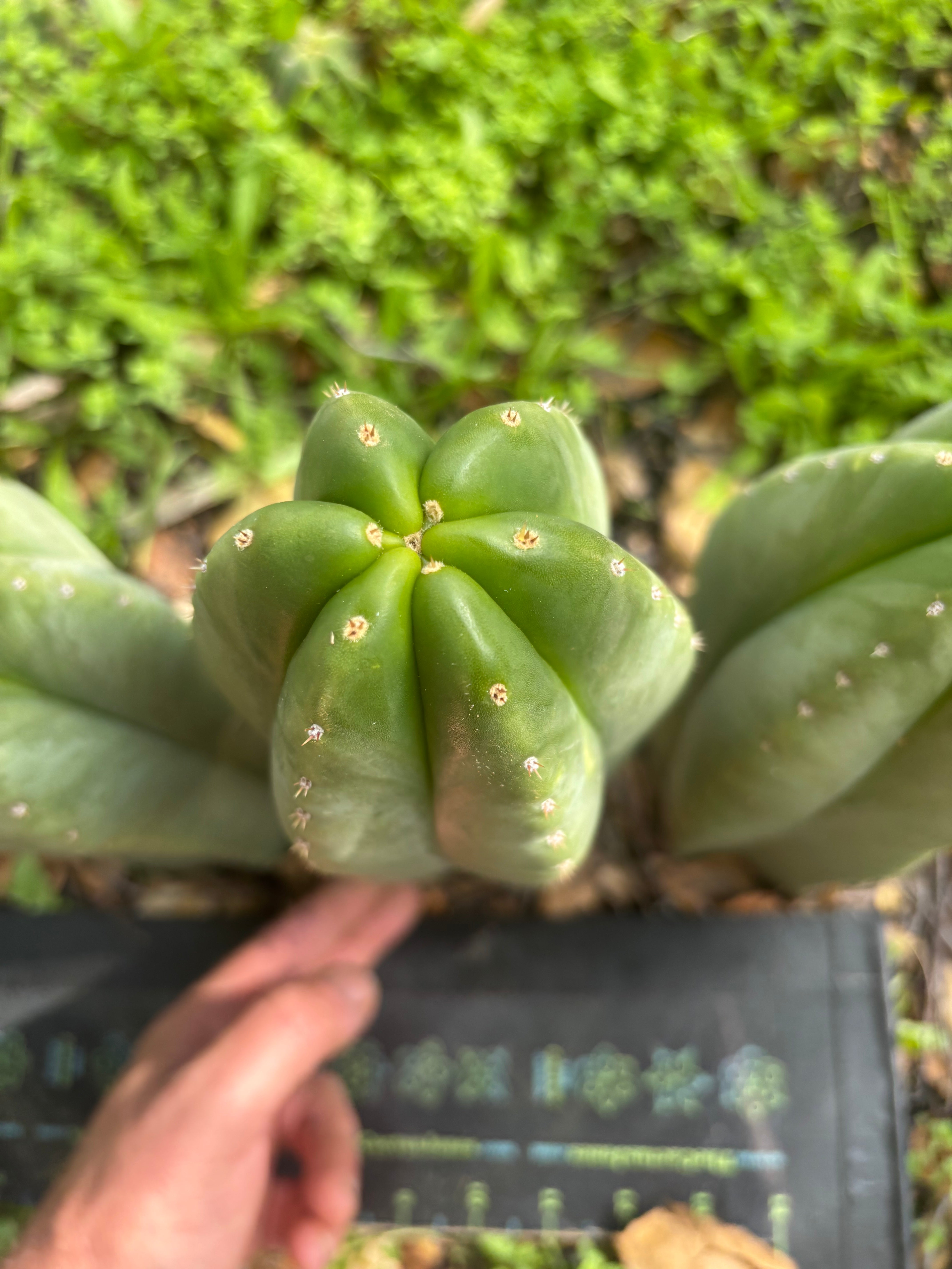 👑🌶️ Scop A — Fully Rooted 13”