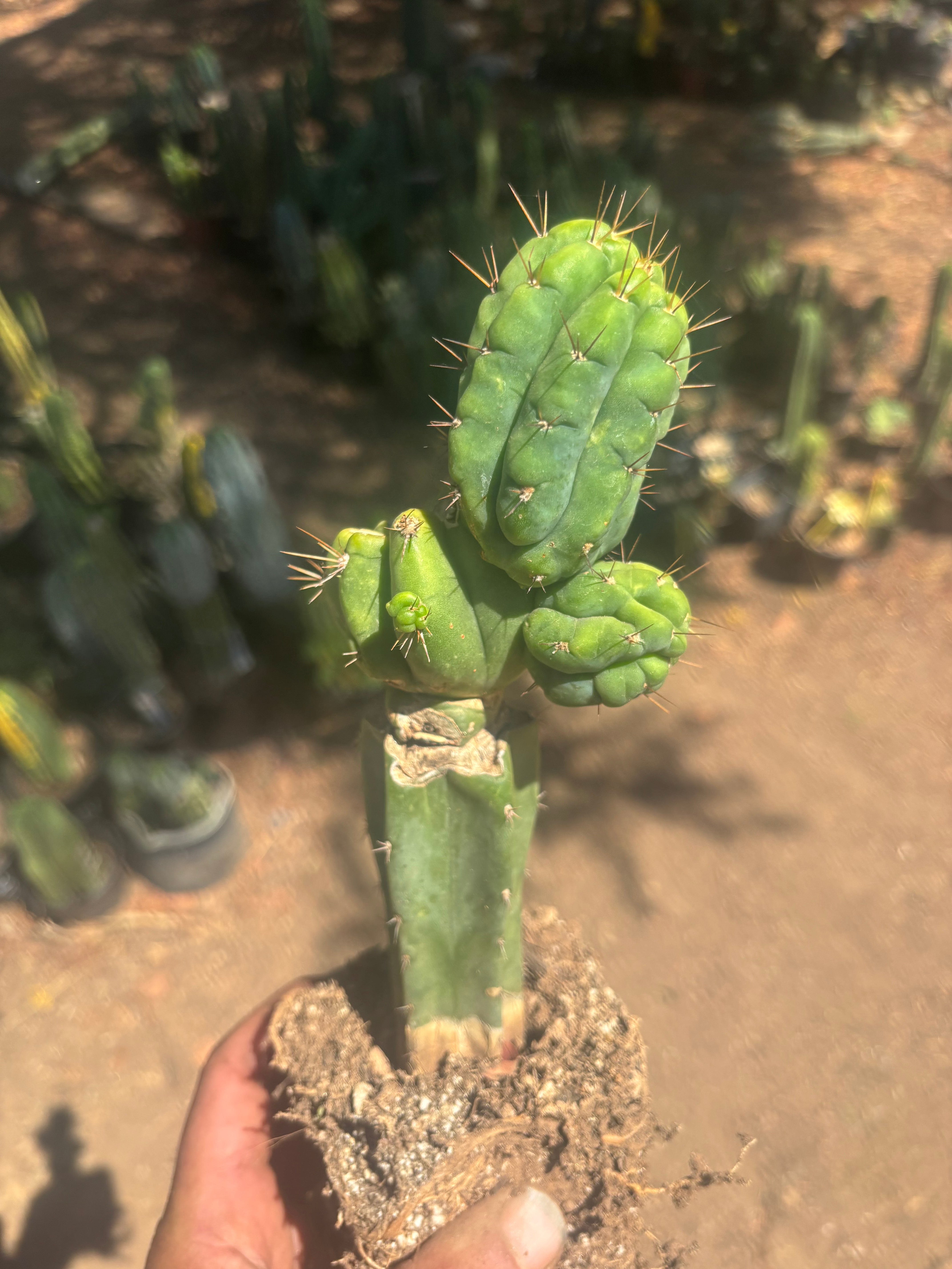 💎👑💎 Havran — Established Multi-Pup Graft on PC