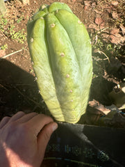 👑🌶️🌶️ Landfill — Thick 8” Tip