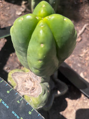 💎👑💎🌶️ Ferah — FourWang Chub Muffin