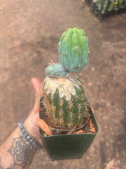 💎👑💎  NUBS — Established Slab Graft w/ Pup, Rooted