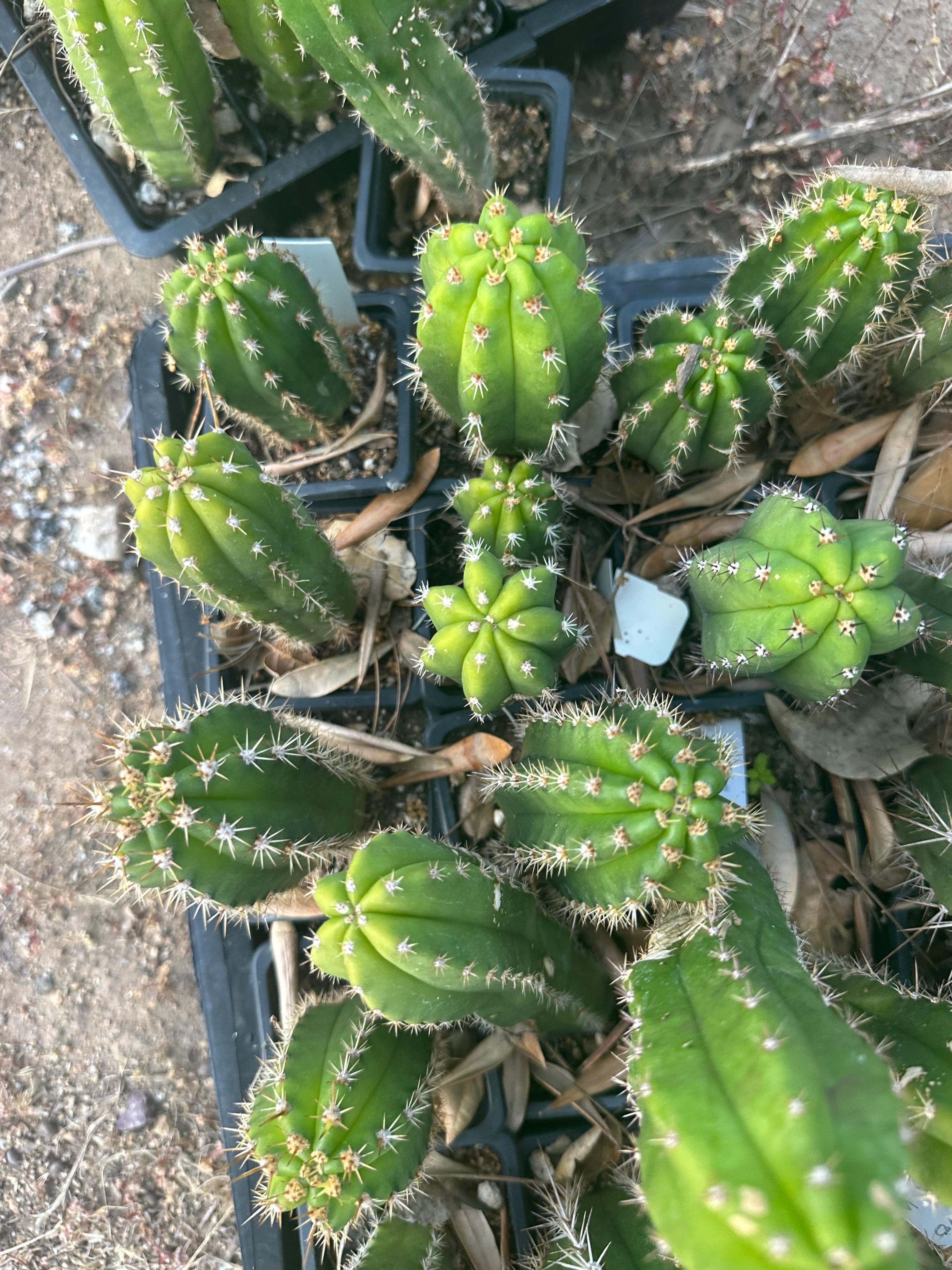 Restocked FREE Add On — Mature Tricho Seedlings — Various Genetics