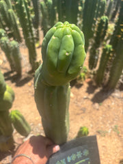 👑🌶️ Maipu — XL 15” Tip