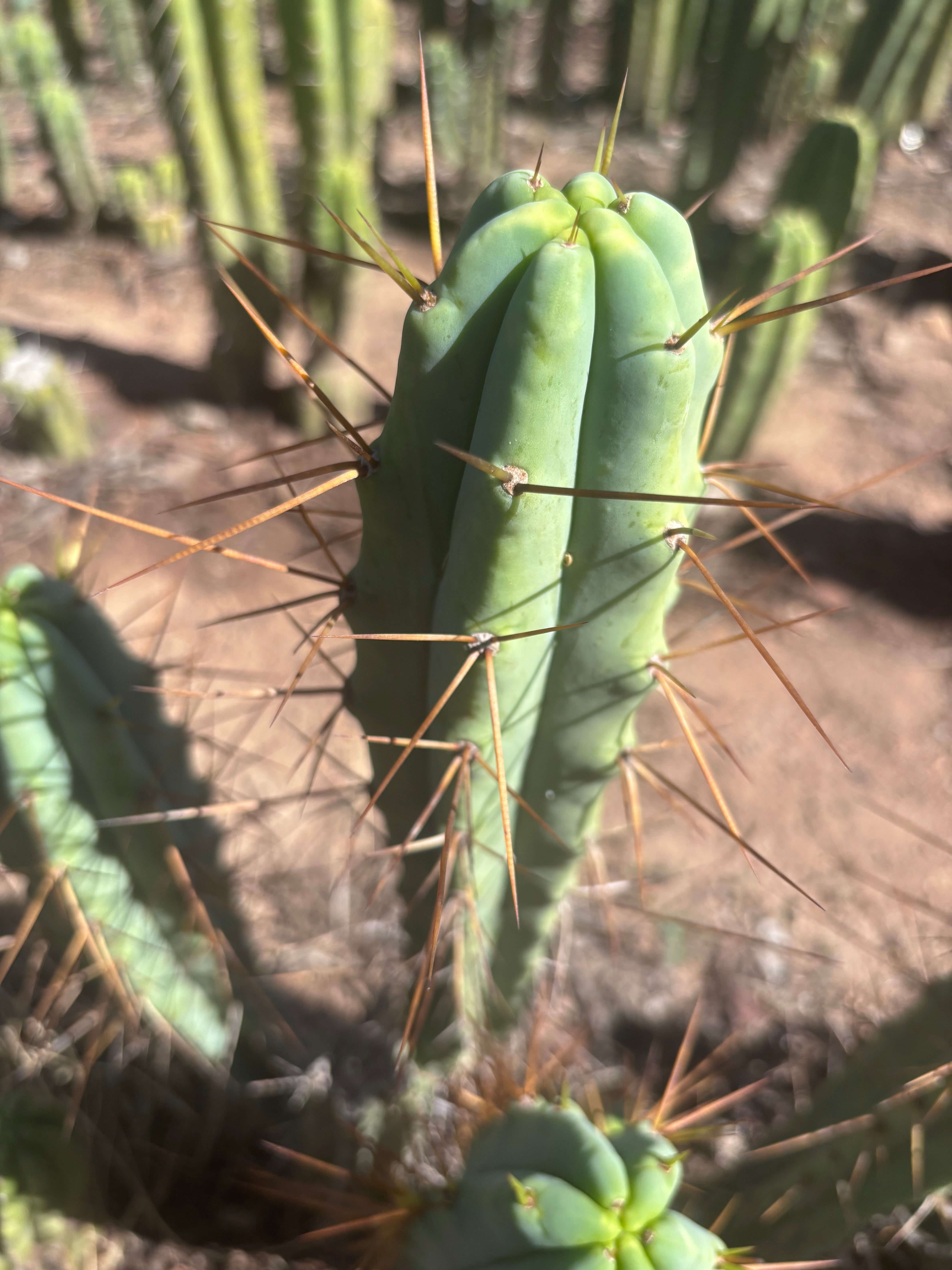 👑🌶️ Medicine Man — 13” Tip
