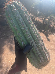 💎💎 Taquimbalensis — MASSIVE 18” Pup