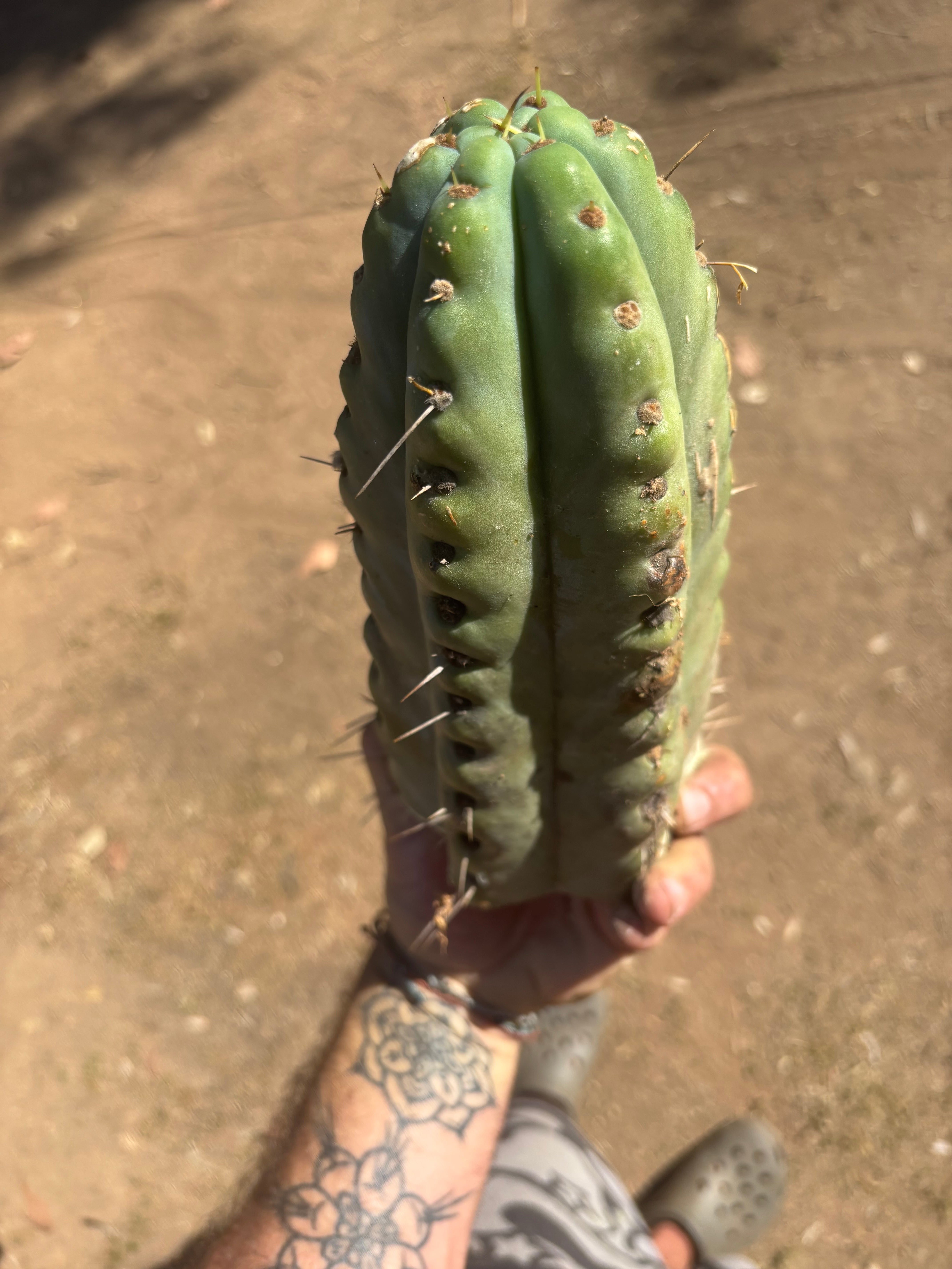 💎🌶️🌶️ NOM —  Fat 10” Tip