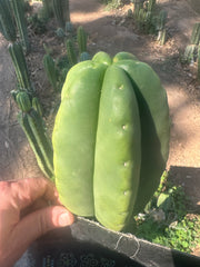 💎👑💎  Ferah! — Another THICK Tip