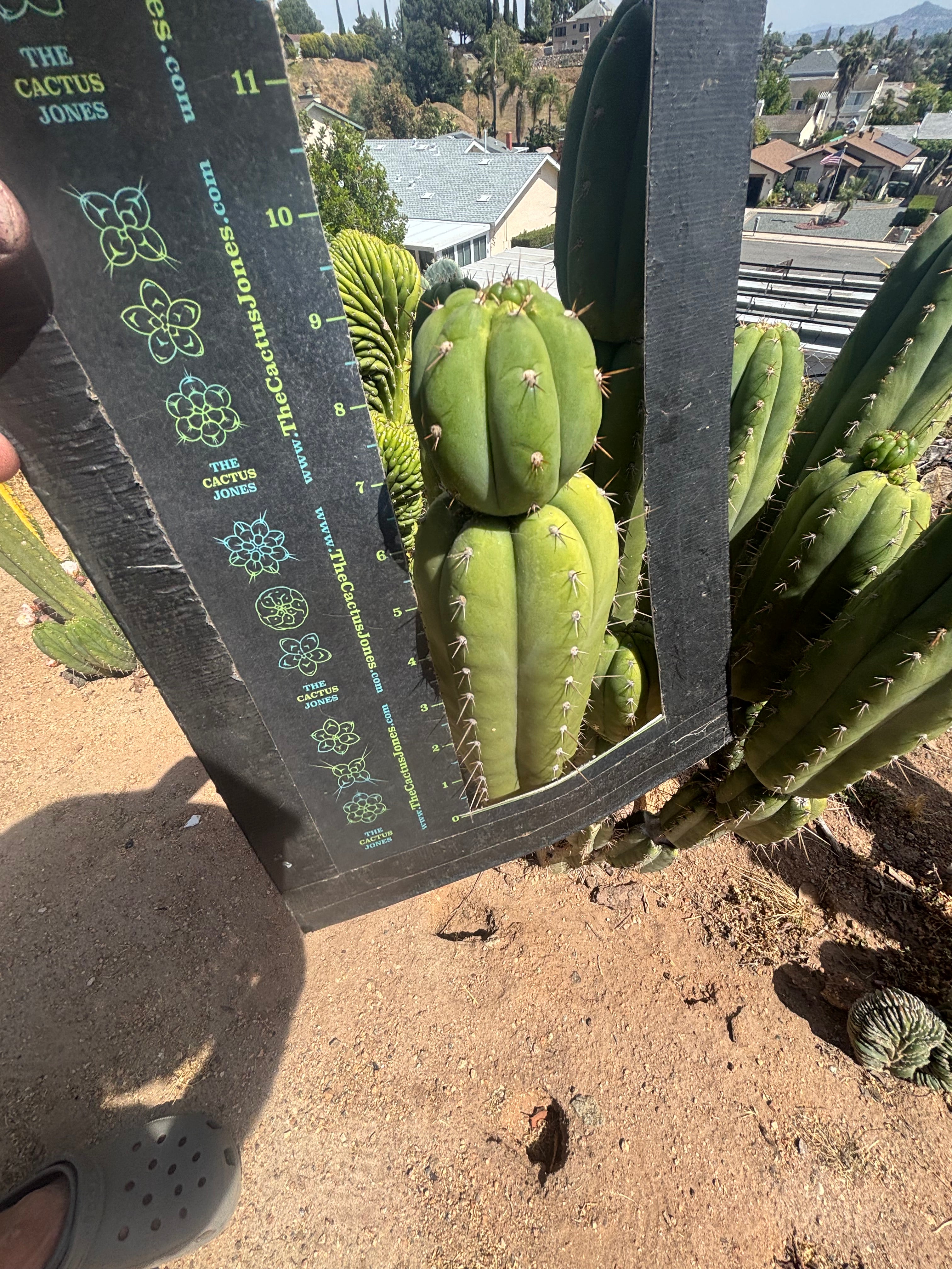 💎👑🌶️ Star Ayacucho  — BATCH DEAL