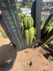💎👑🌶️ Star Ayacucho  — BATCH DEAL