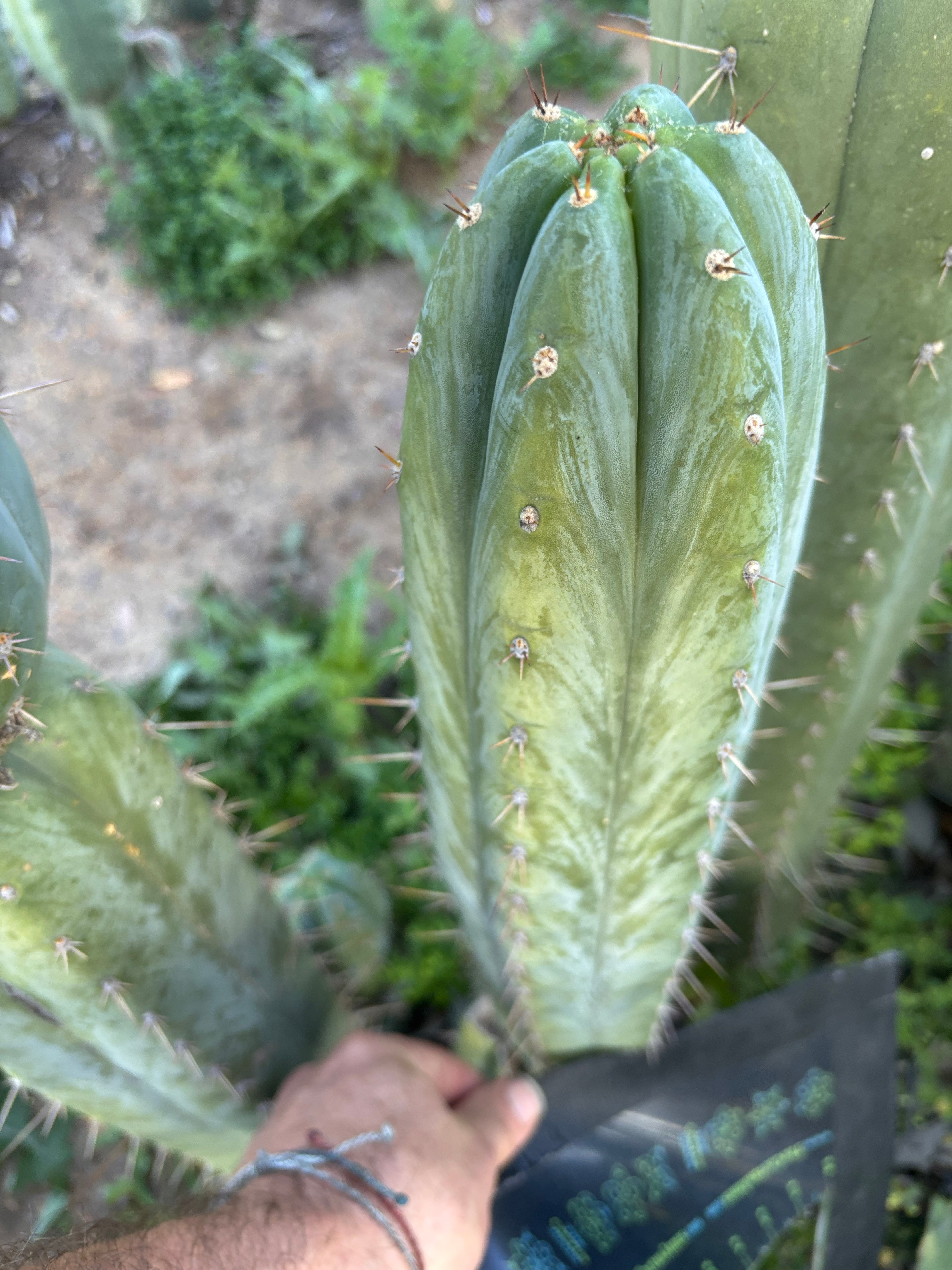💎👑🌶️ Kimnach — XL 14” Pup