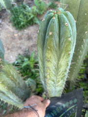 💎👑🌶️ Kimnach — XL 14” Pup