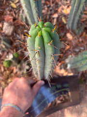 👑🌶️🌶️ Pala — Another 9” Tip