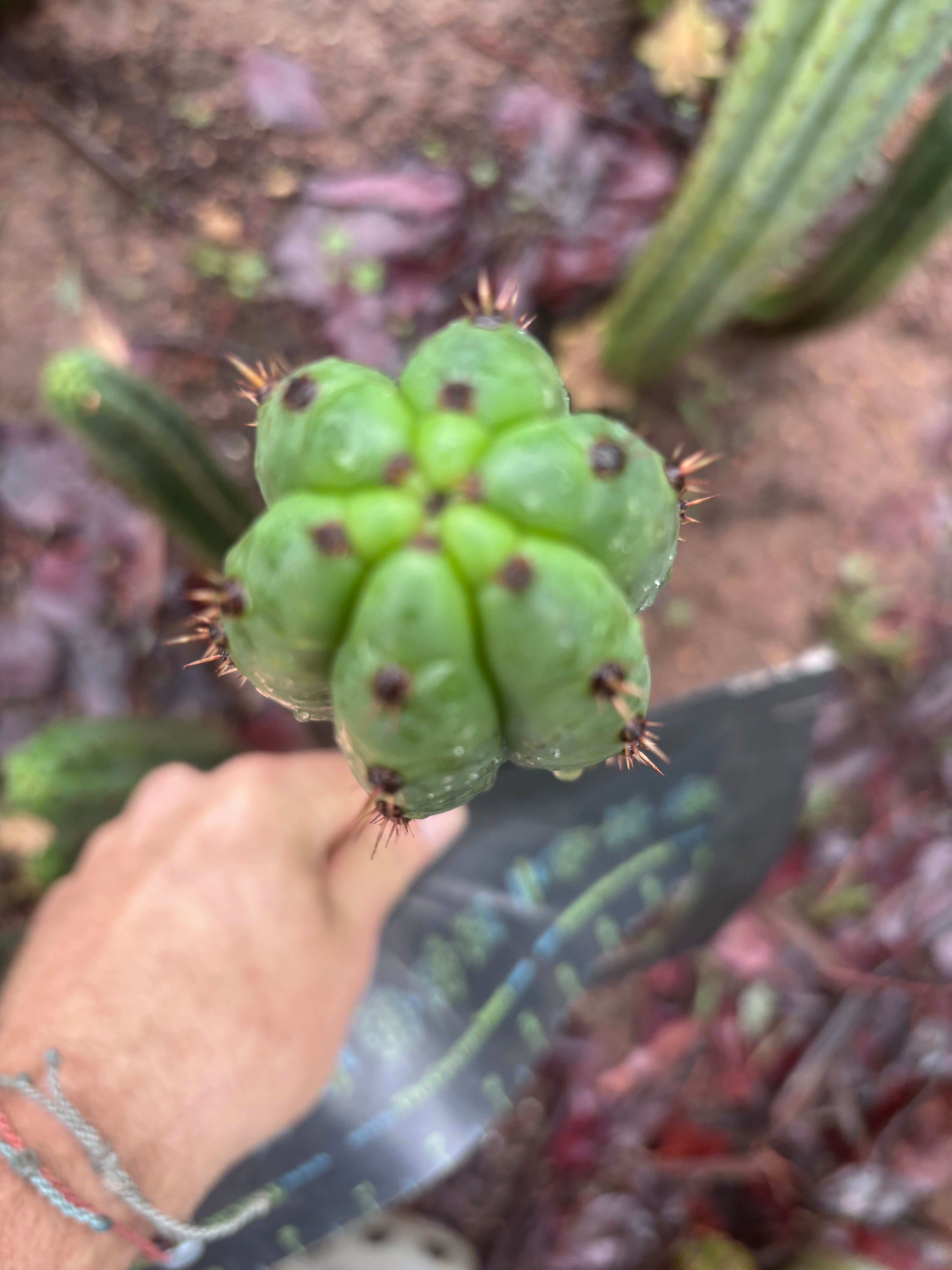 👑🌶️ Torres & Torres — 10” Tips (Restocked)