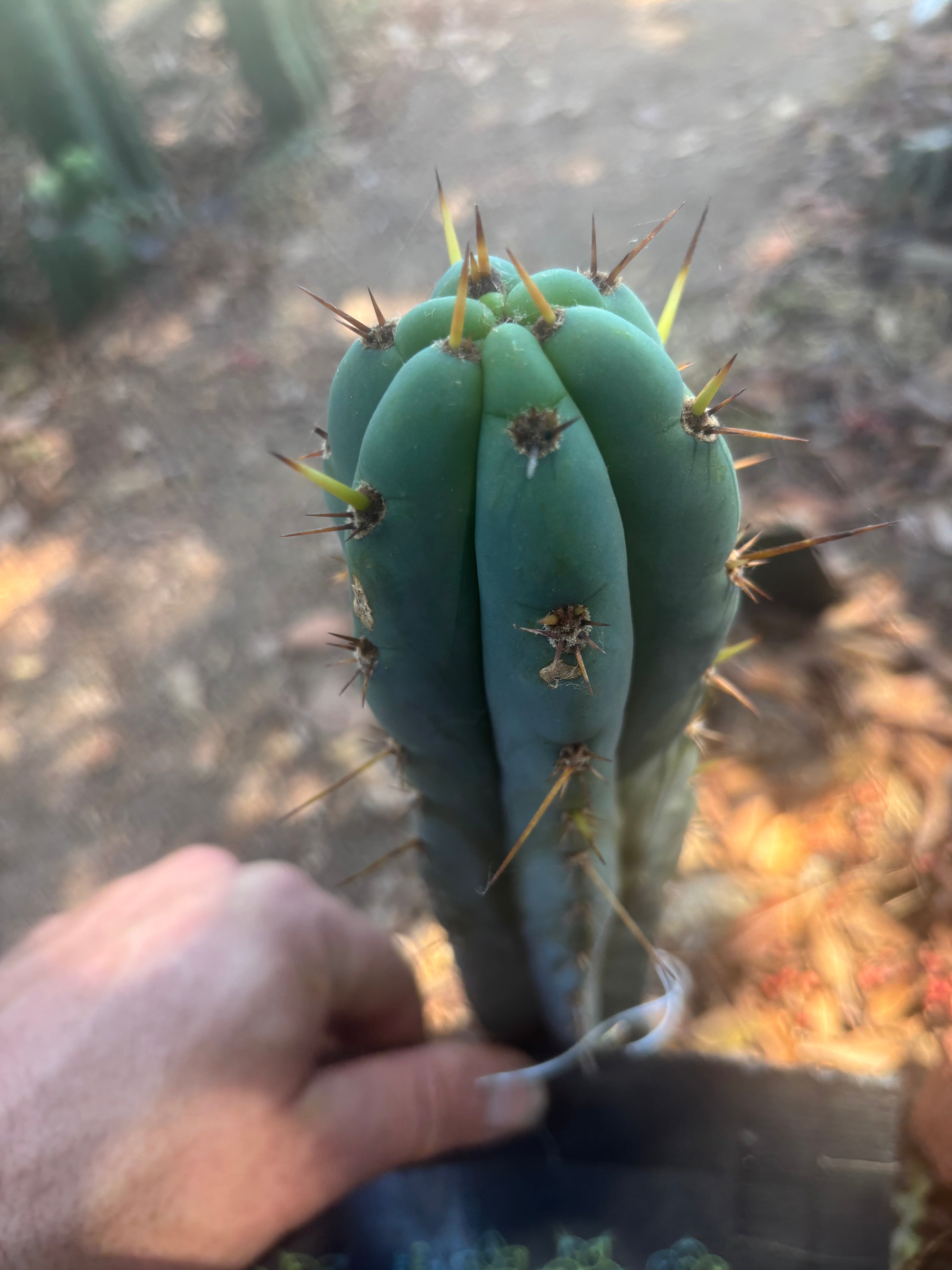 Bertha x Sharxx — 8” Tip