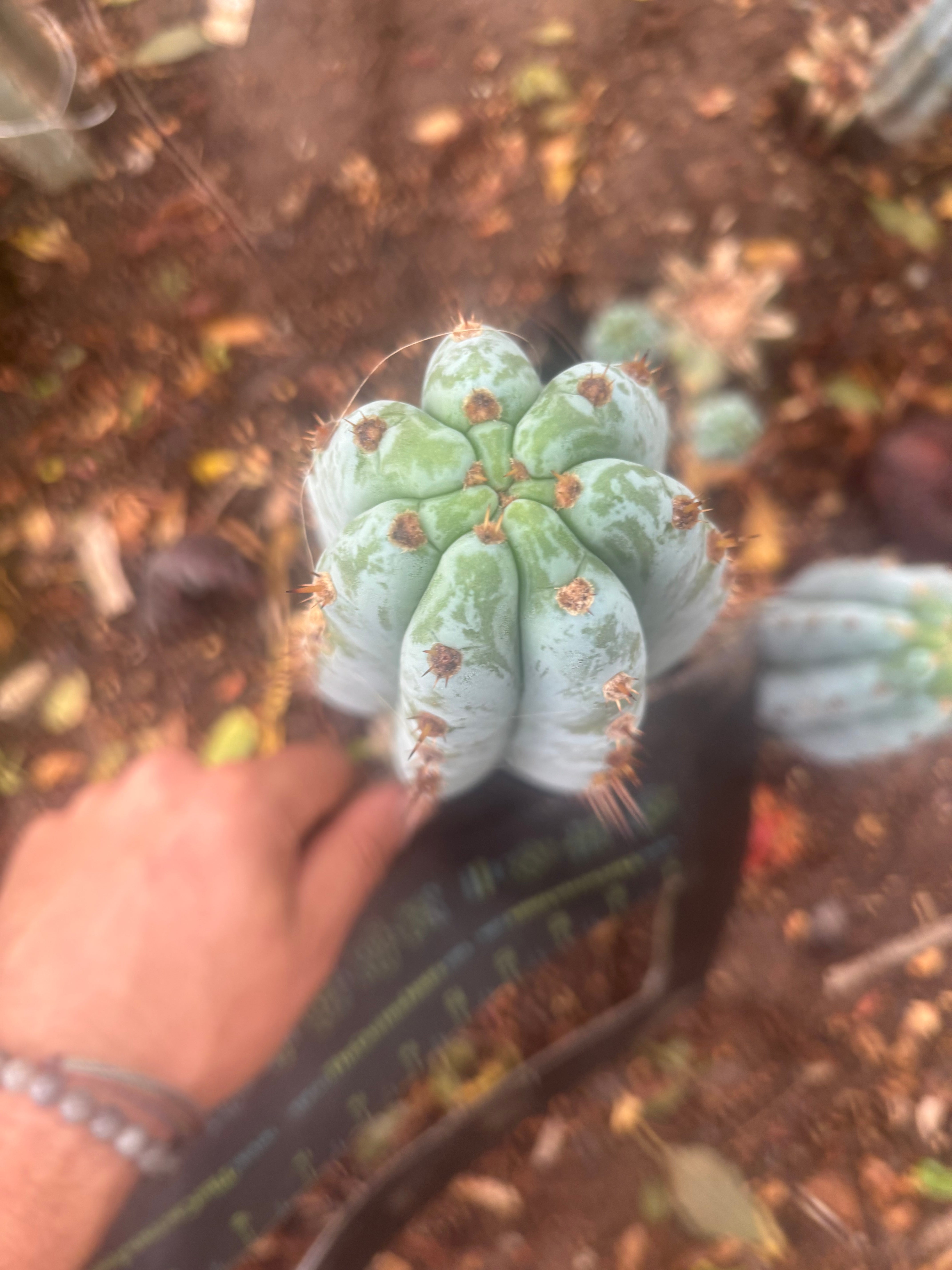 💎👑 Althea — 8” Tip