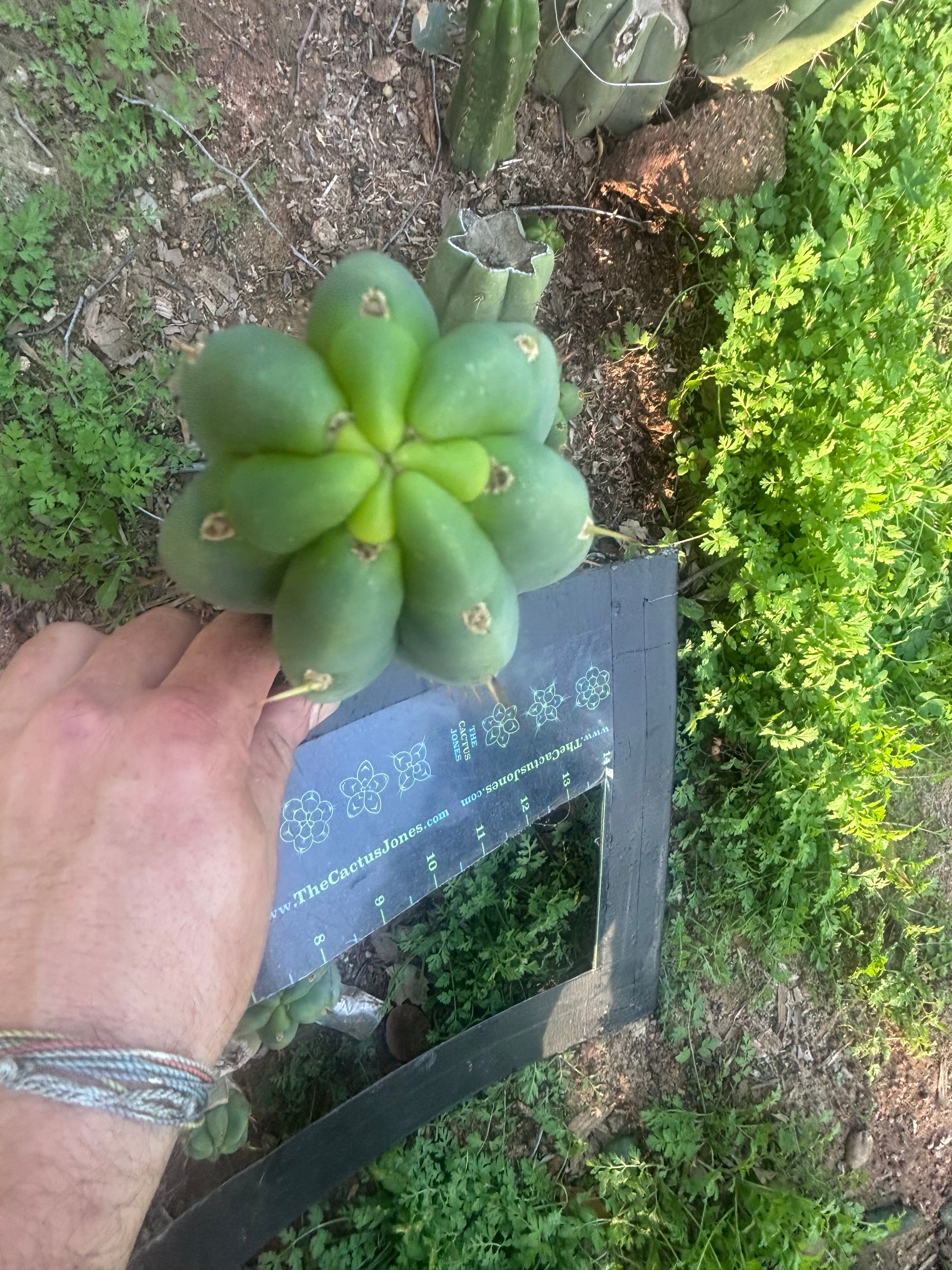 💎👑🌶️🌶️ Austy’s Bomb — 9” Tip