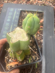 💎👑🌶️ Platform 9 3/4  — Established Puck Graft w/ Pup on Rooted PC