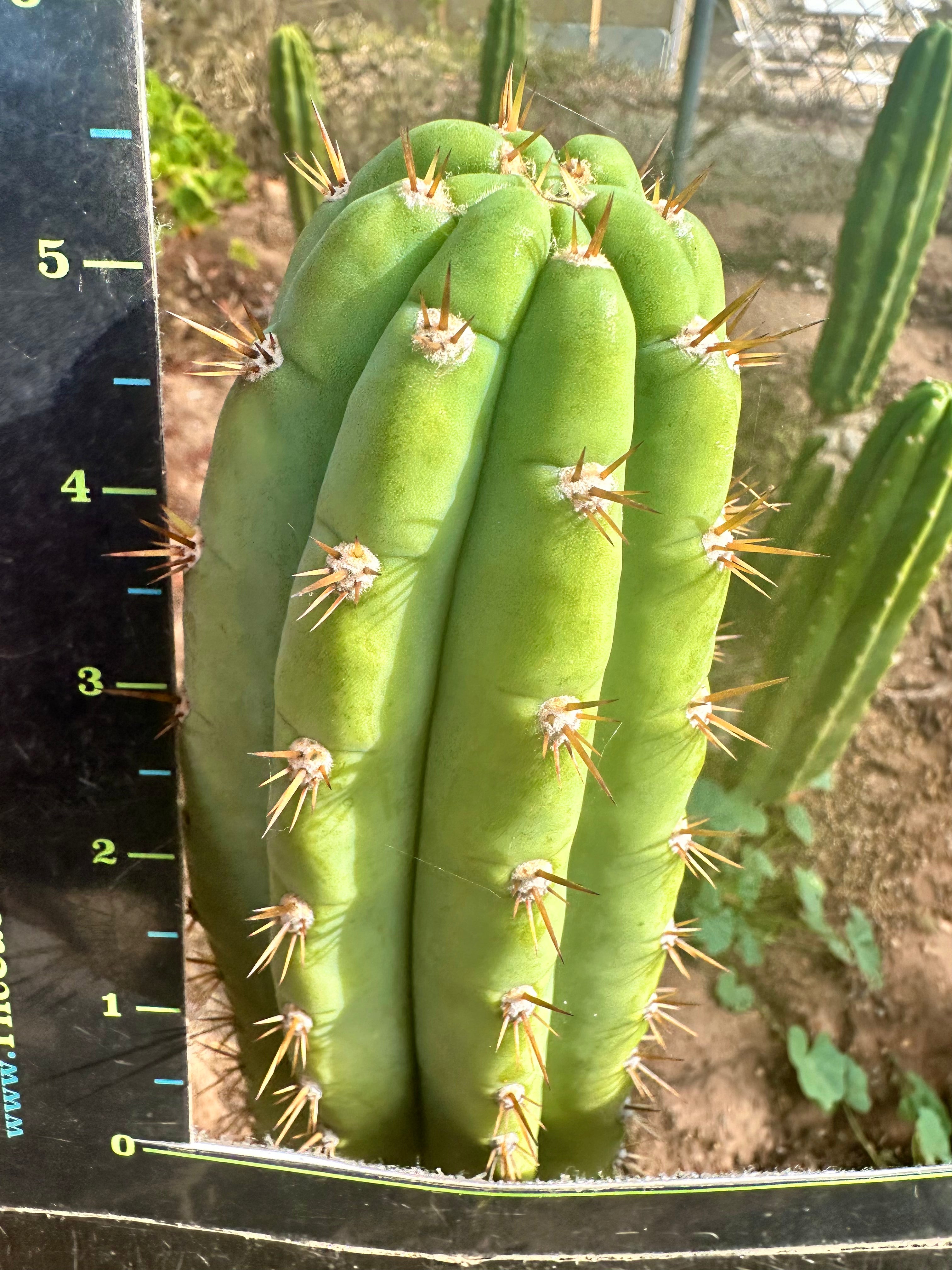 JJOP — FREE ADD-ON ITEM!