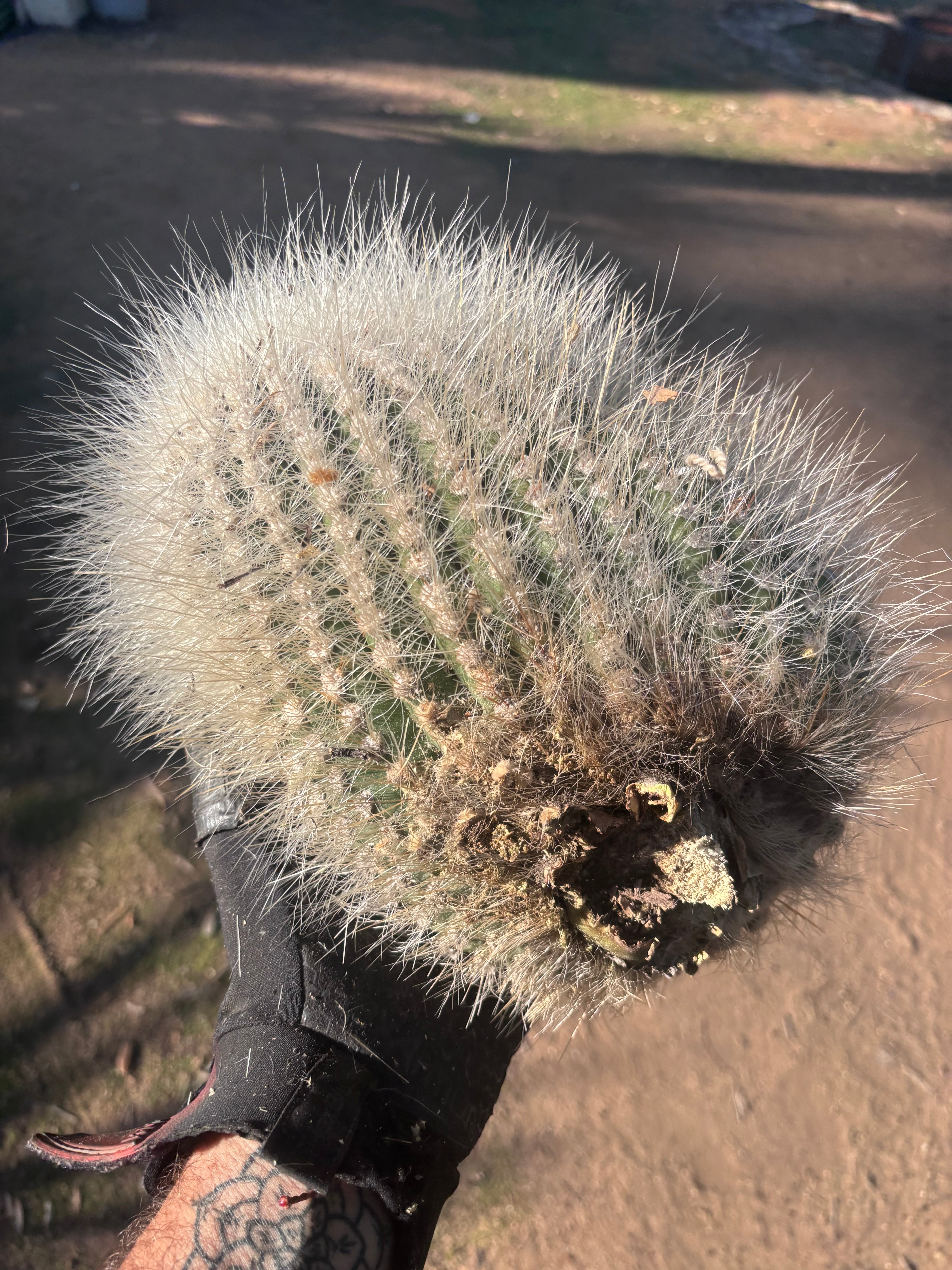 💎 T. Atacamensis — 12” x 9” Fur Melon