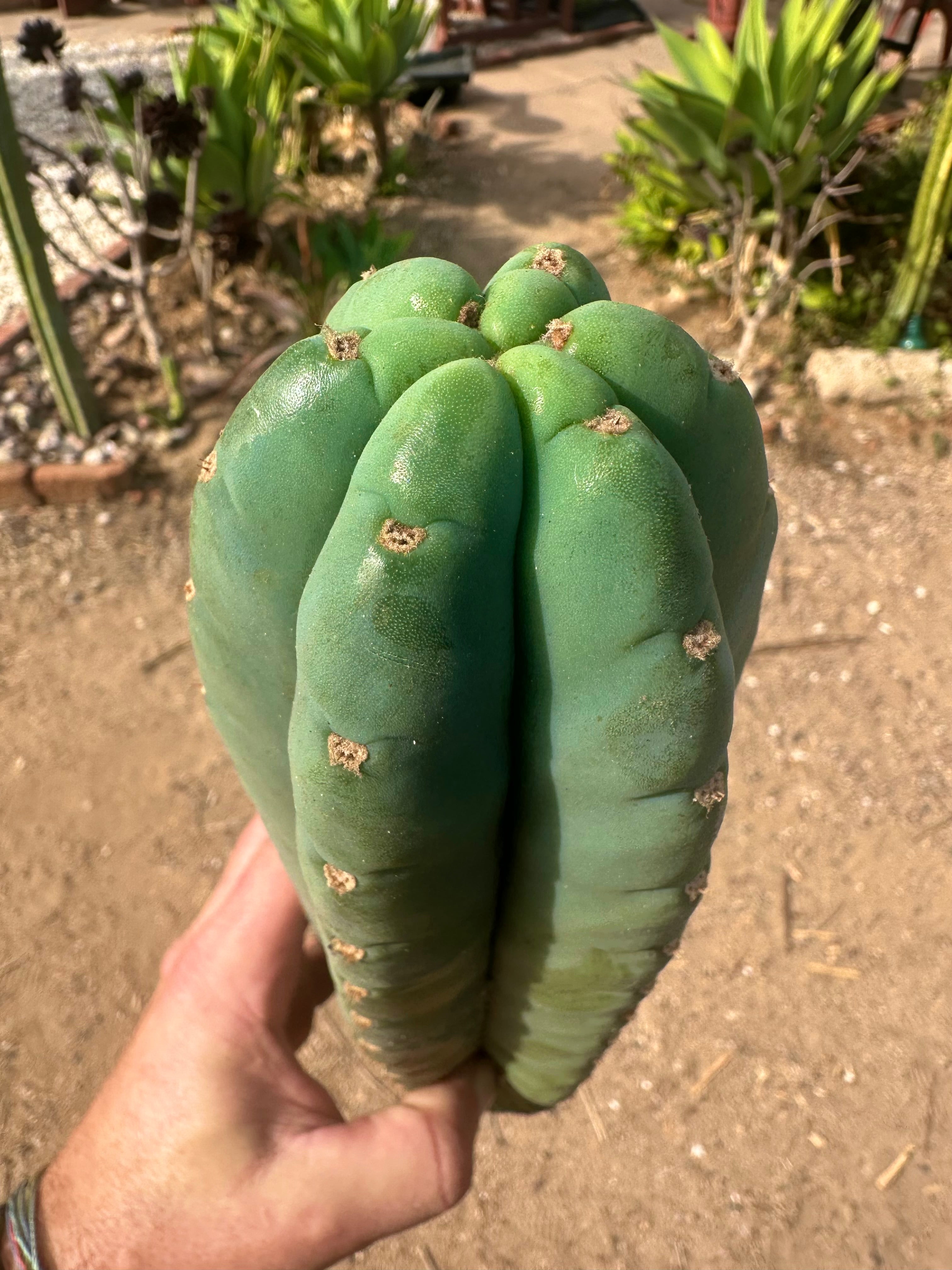 💎👑🌶️ Pierre — XL 15” Pup