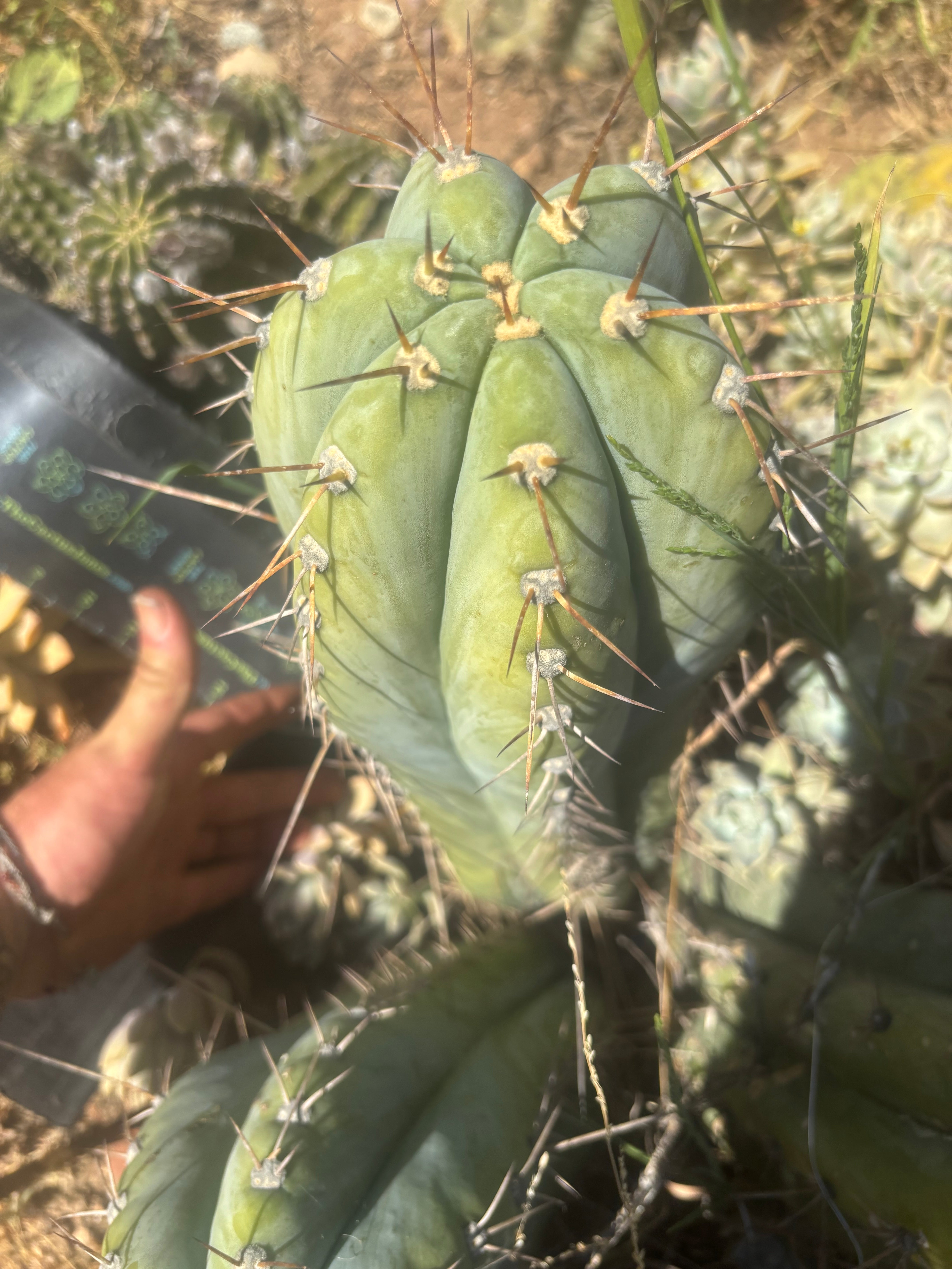 💎👑🌶️ CGG — Massive 16” Melon