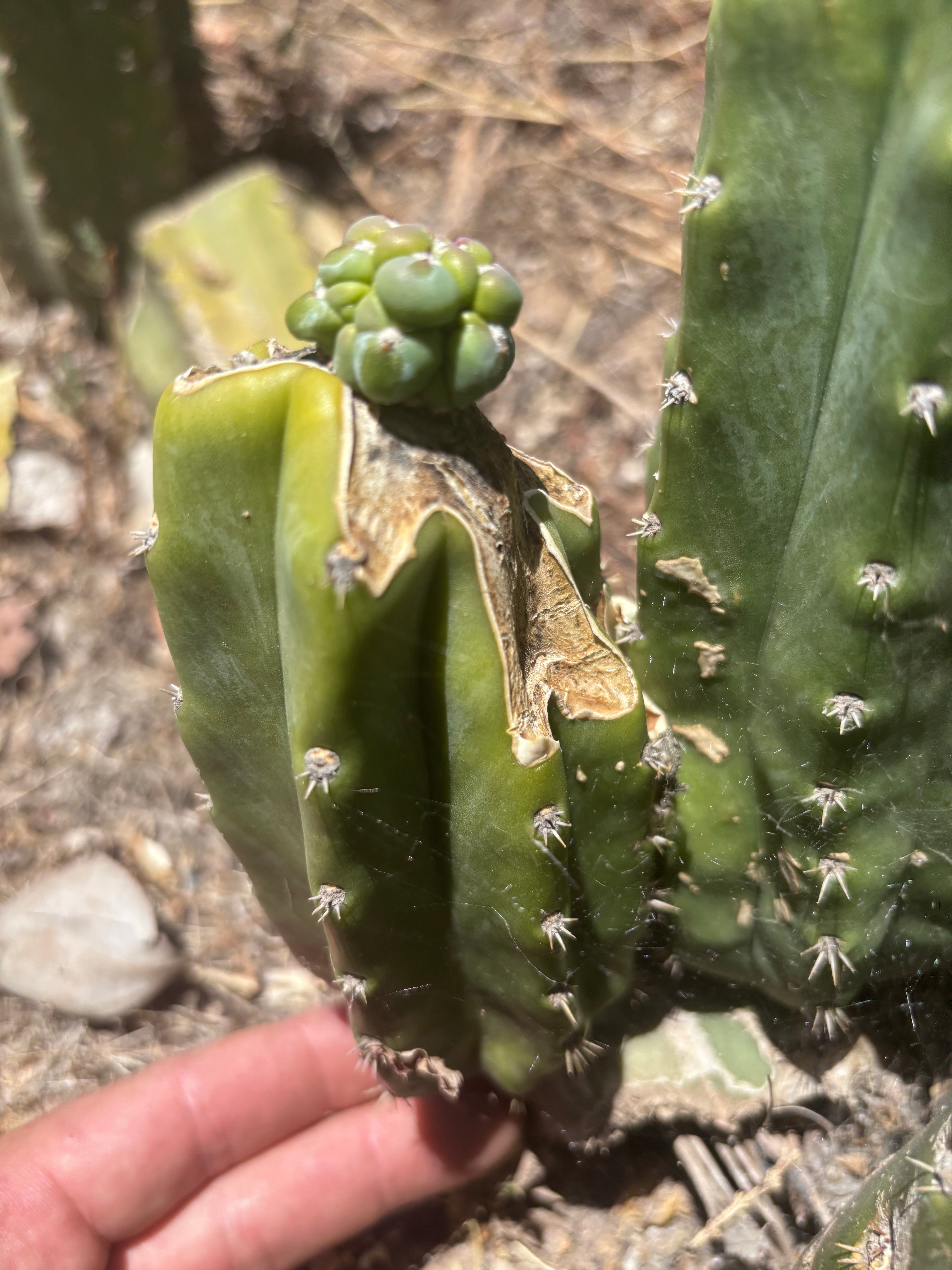 👑💎 The Weekly Glorp Graft