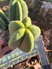 👑🌶️ Zulk — 9” Pup Melon