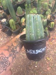 💎👑💎🌶️ CareBear — One More Graft on Rooted Shine01