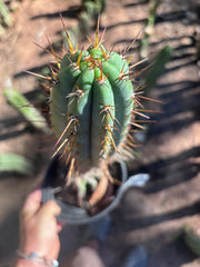 💎👑💎(🌶️ ) Tipz — Fully Rooted 16”