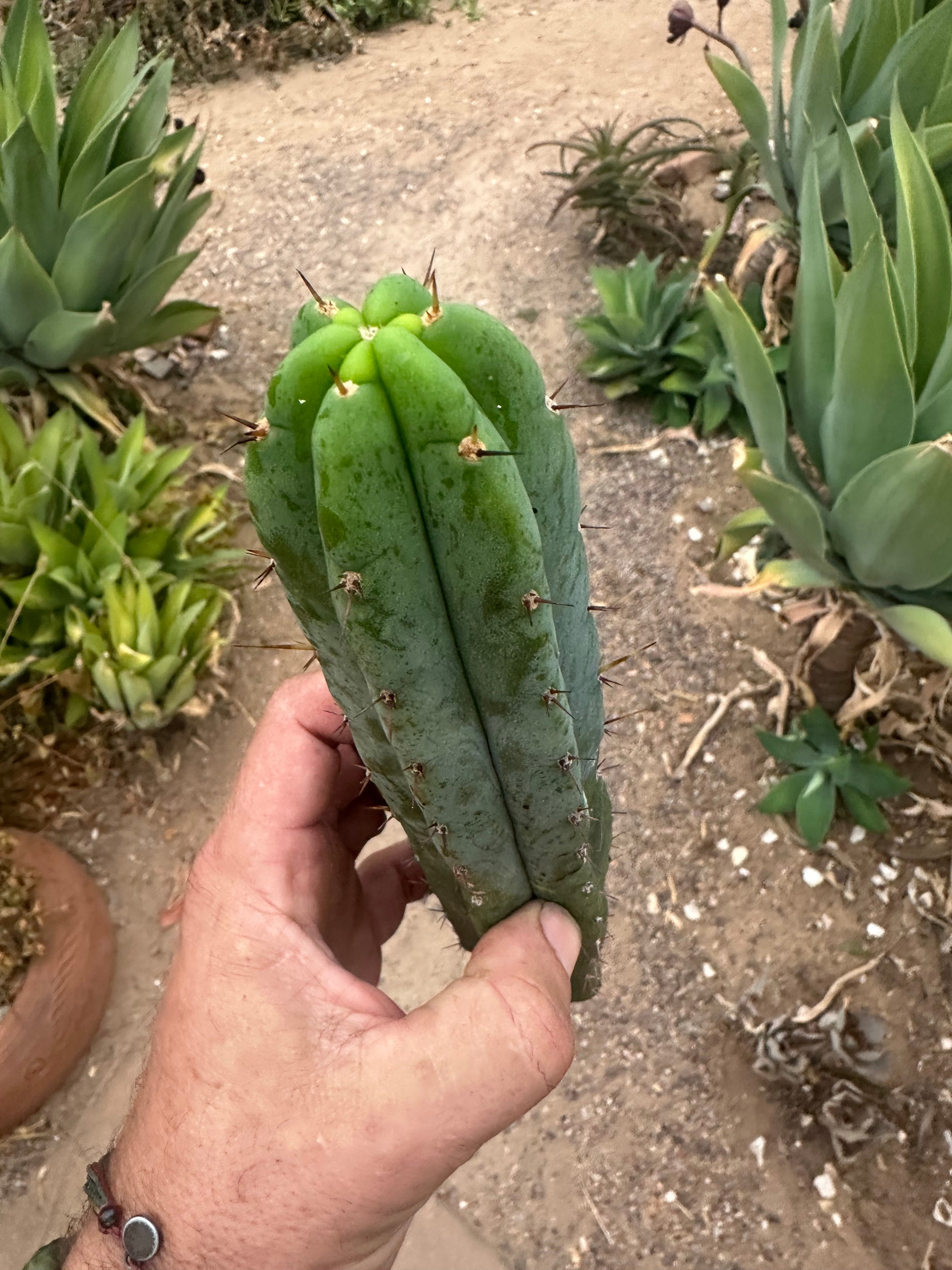 -👑 🌶️🌶️ Pala! — 10”  Pup