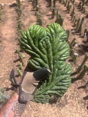 💎👑 TPMC — Large Crest