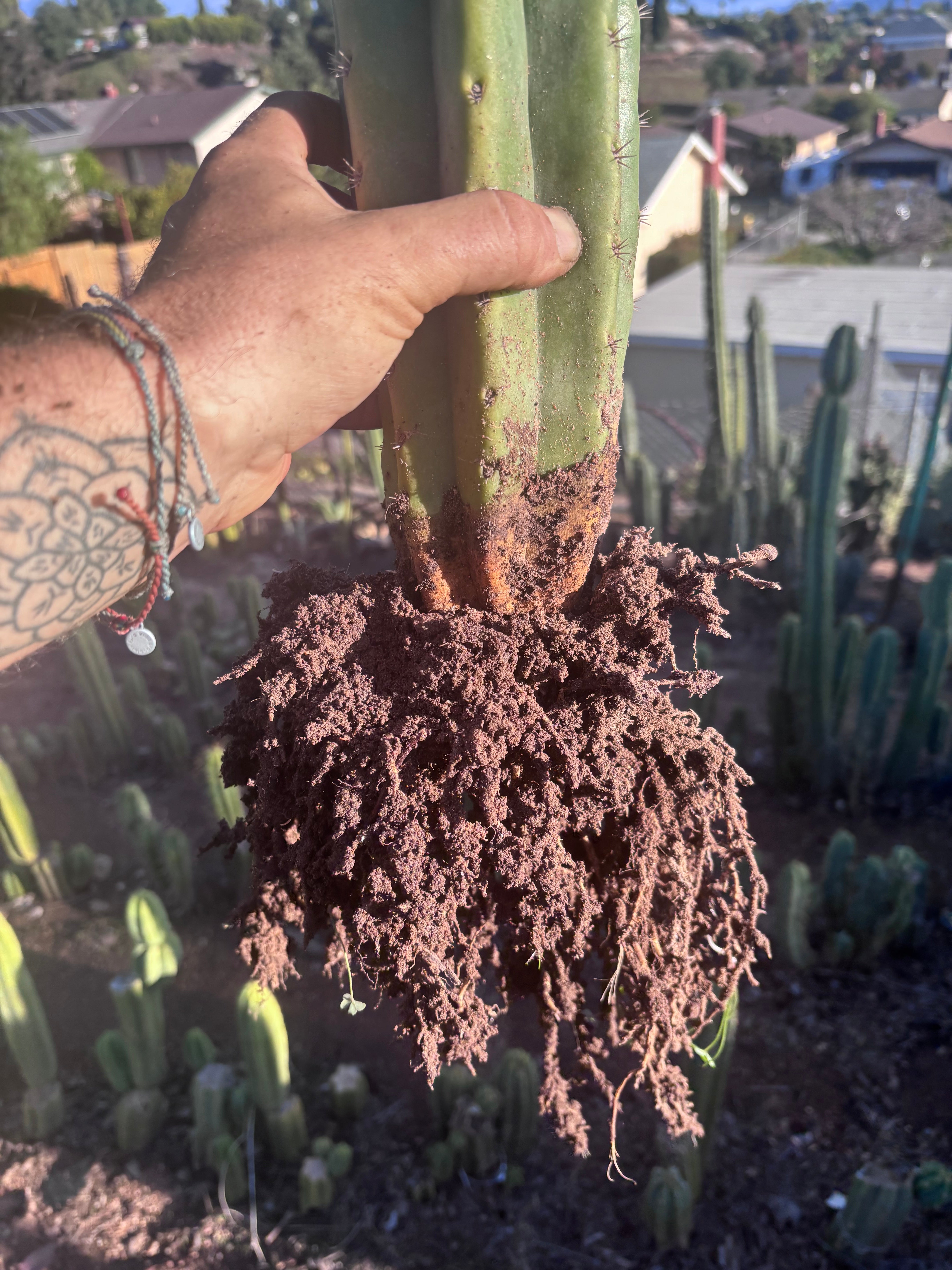 💎👑💎🌶️ CareBear — XL Rooted Graft