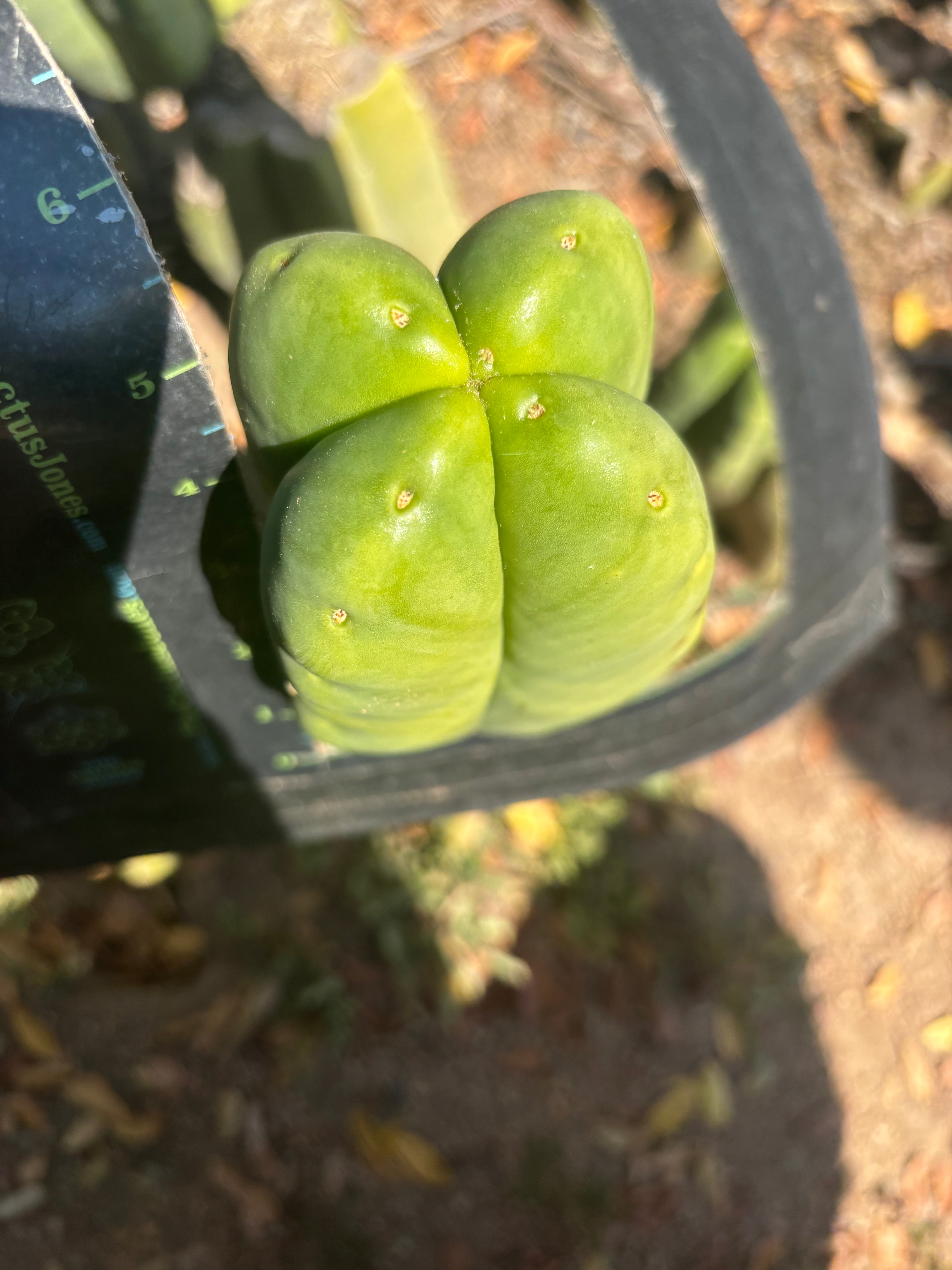 💎👑🌶️ Ferah — Fourwang Chub Muffin