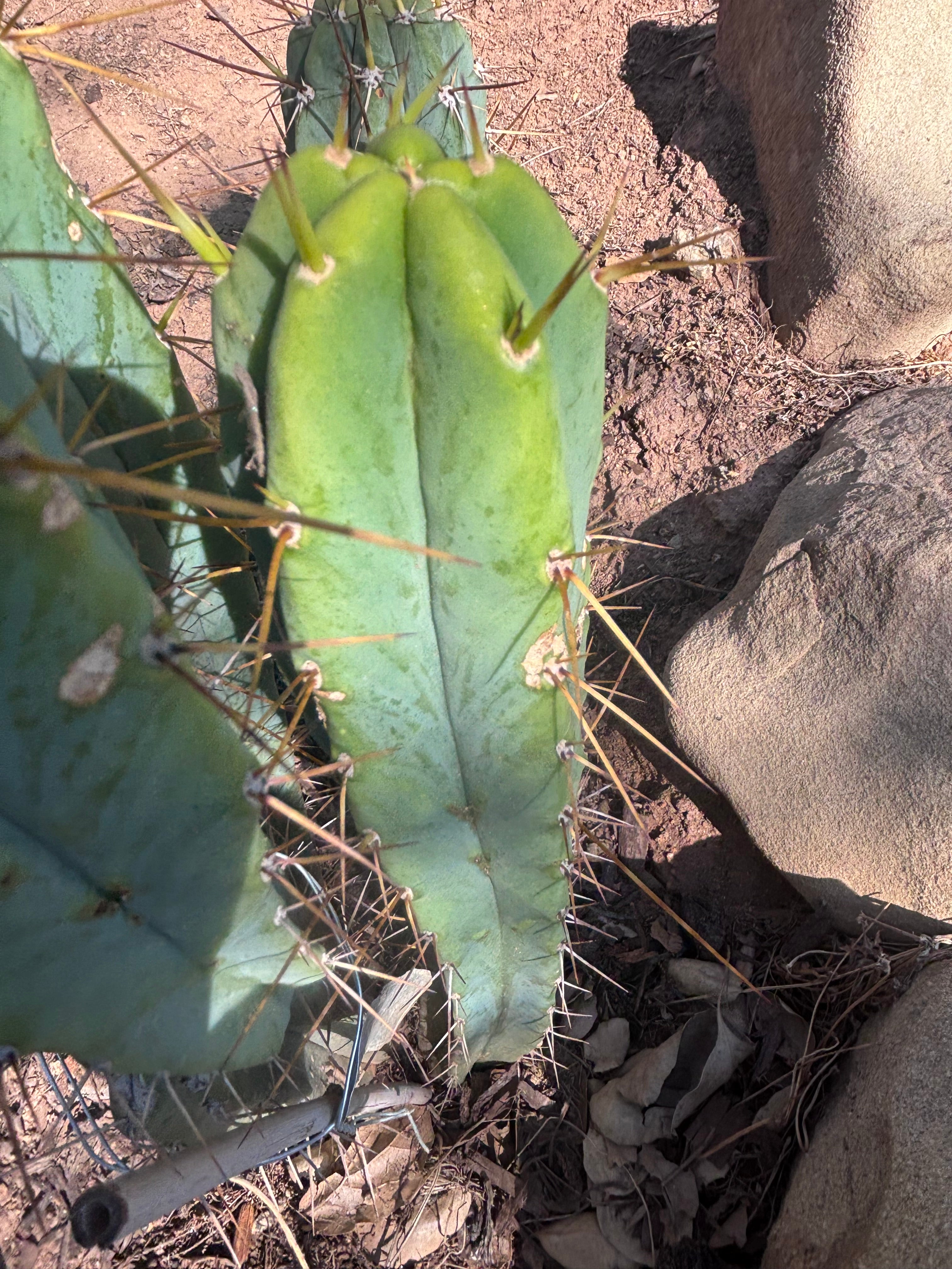 🌶️ 805 — 13” Pup
