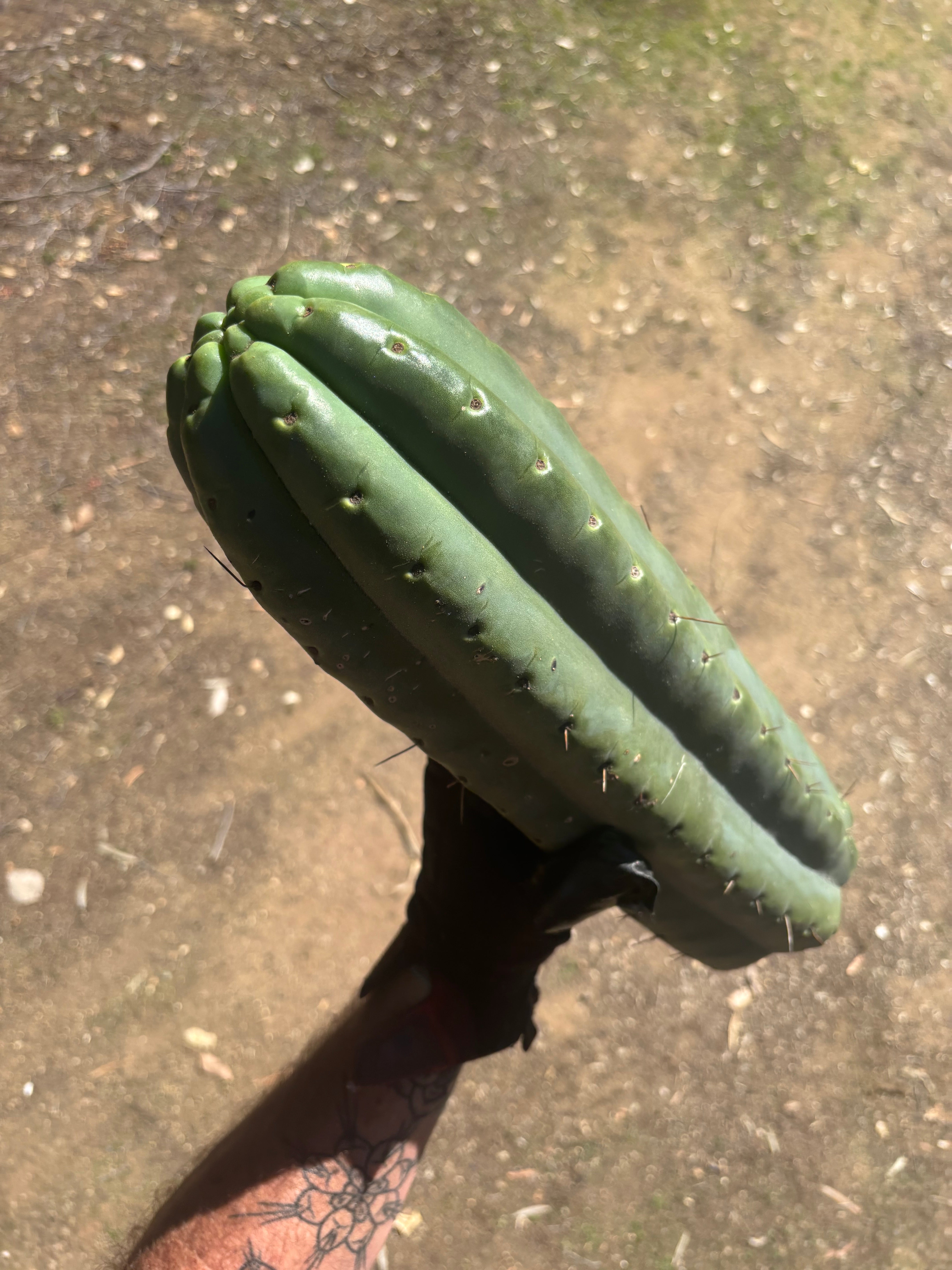 💎🌶️ SS02 x Yowie — One More MASSIVE 15” Tip
