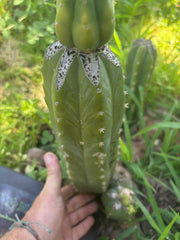 👑🌶️🌶️ KR04 — Fat Tip Graft