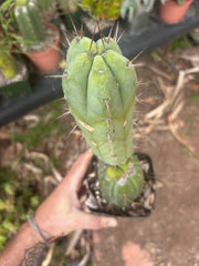 👑💎🌶️ CSD — Rooted Graft (Whole)