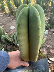 👑🌶️ Zulk — Fat 10” Melon
