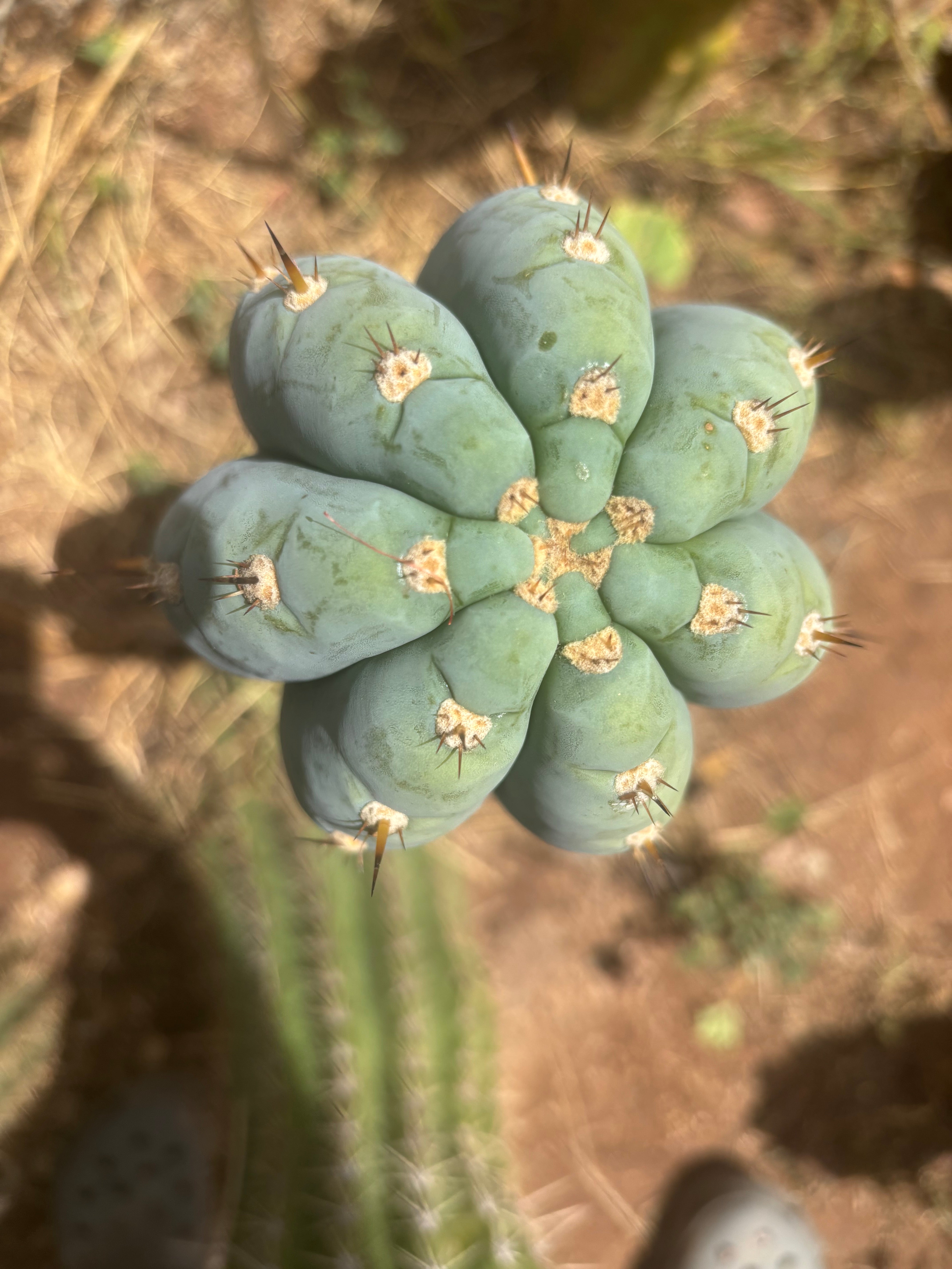 💎👑💎 Althea — *Massive* 9” Tip