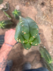 💎👑🌶️ Bob’s Colossus — Beefy 10” Tip