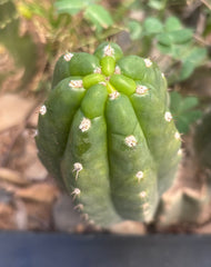 💎👑🌶️  Ichoca — 6” Pup